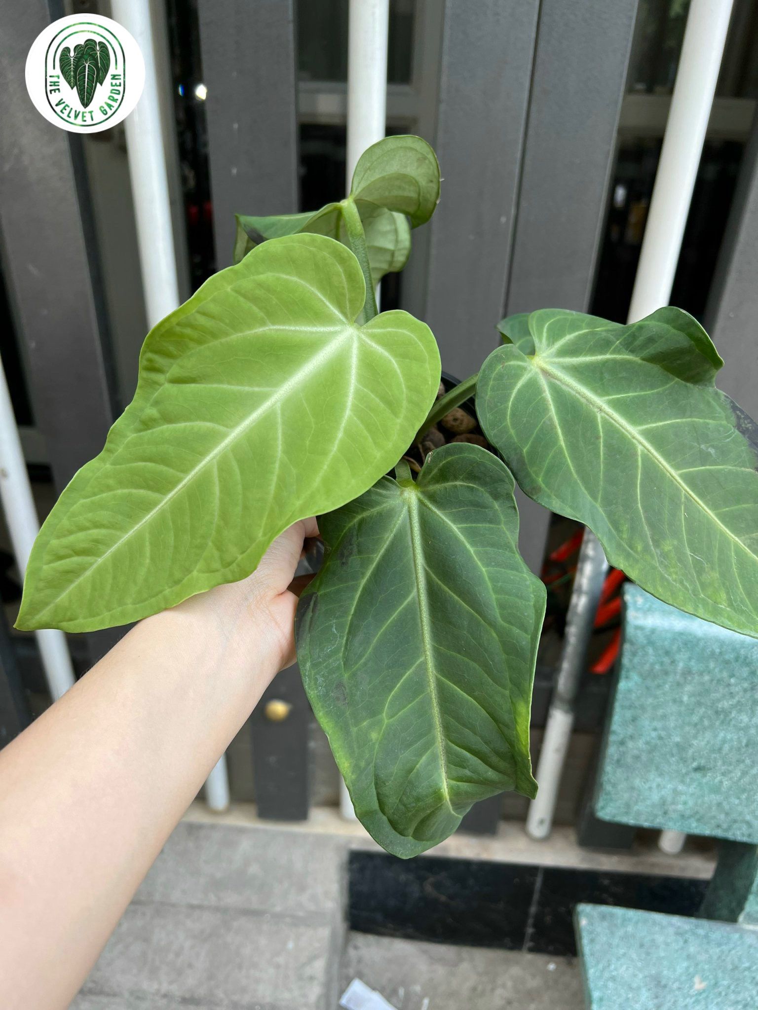 Anthurium Villenaroum x Anthurium Pulcachense – TheVelvetGarden