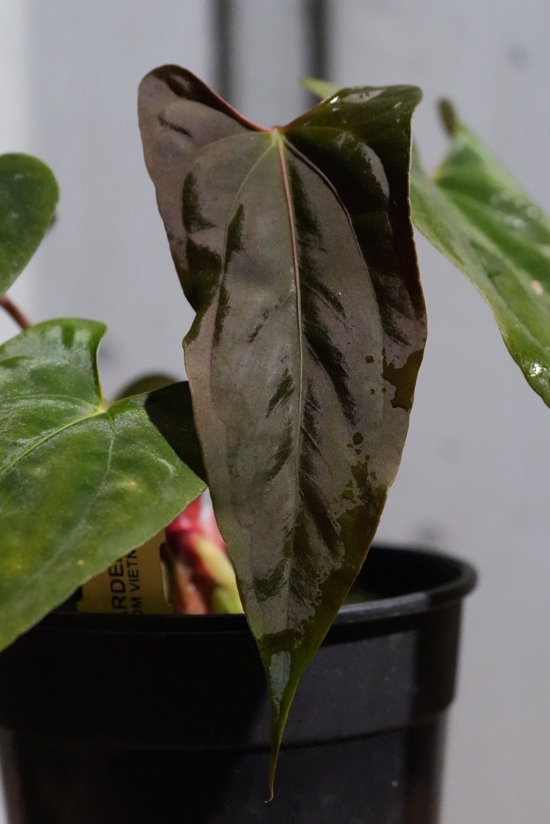 Anthurium Ree Pap Anthurium Papillilaminum 'Ree Gardens' x (Fort Sherman x Ralph Lynam ...