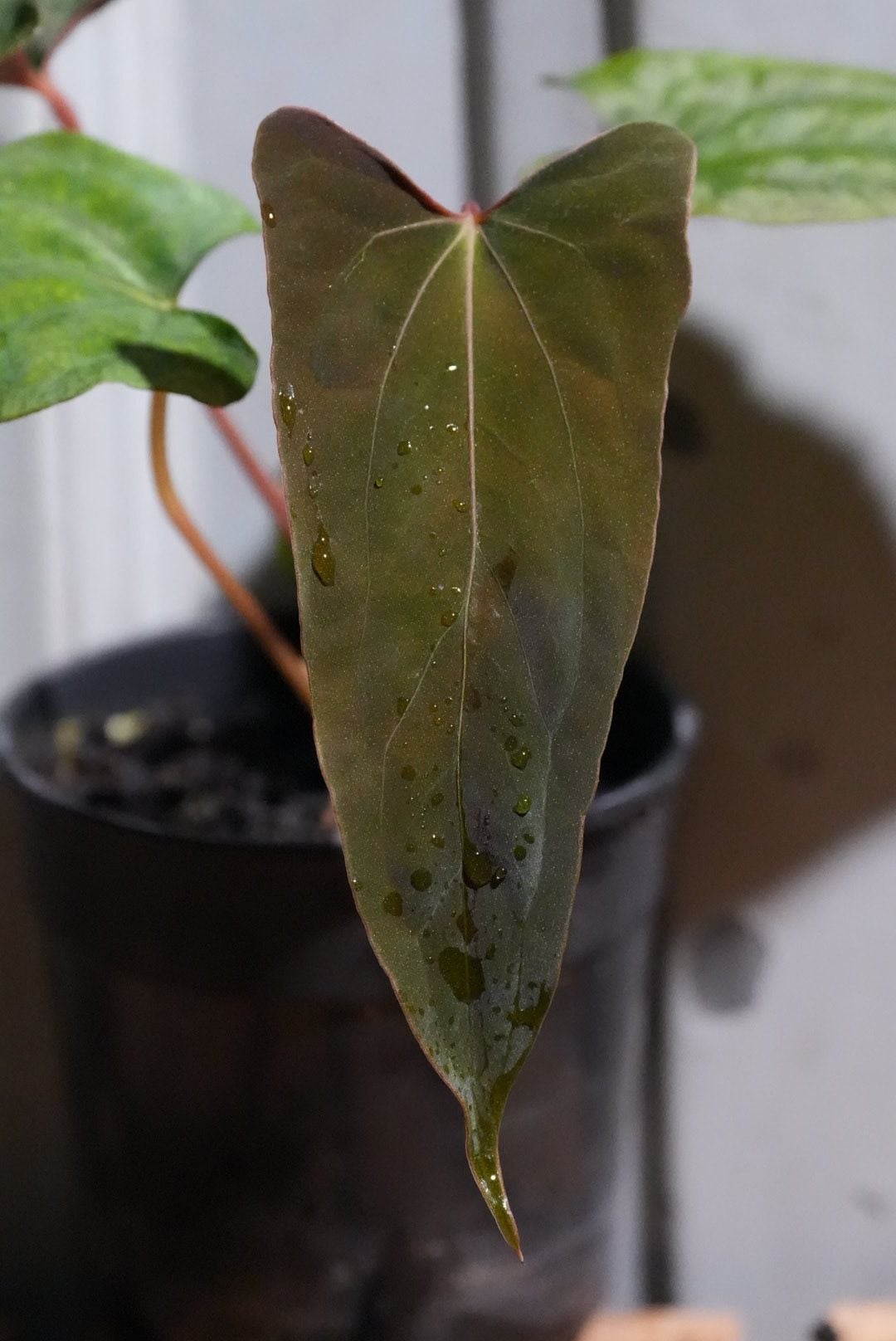 Anthurium Ree Pap Anthurium Papillilaminum 'Ree Gardens' x (Ralph Lynam x Fort Sherman ...