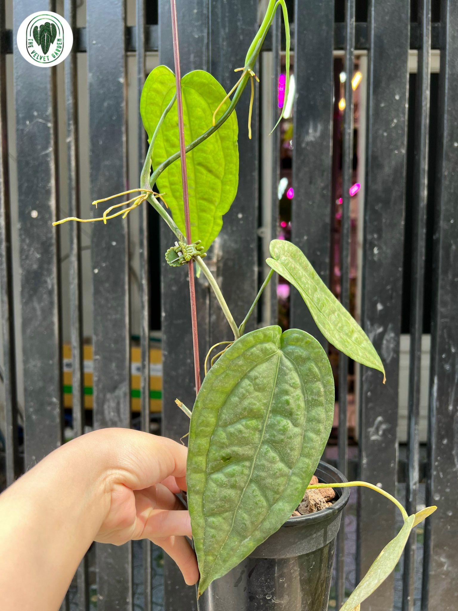 Anthurium Sp Limon  TheVelvetGarden