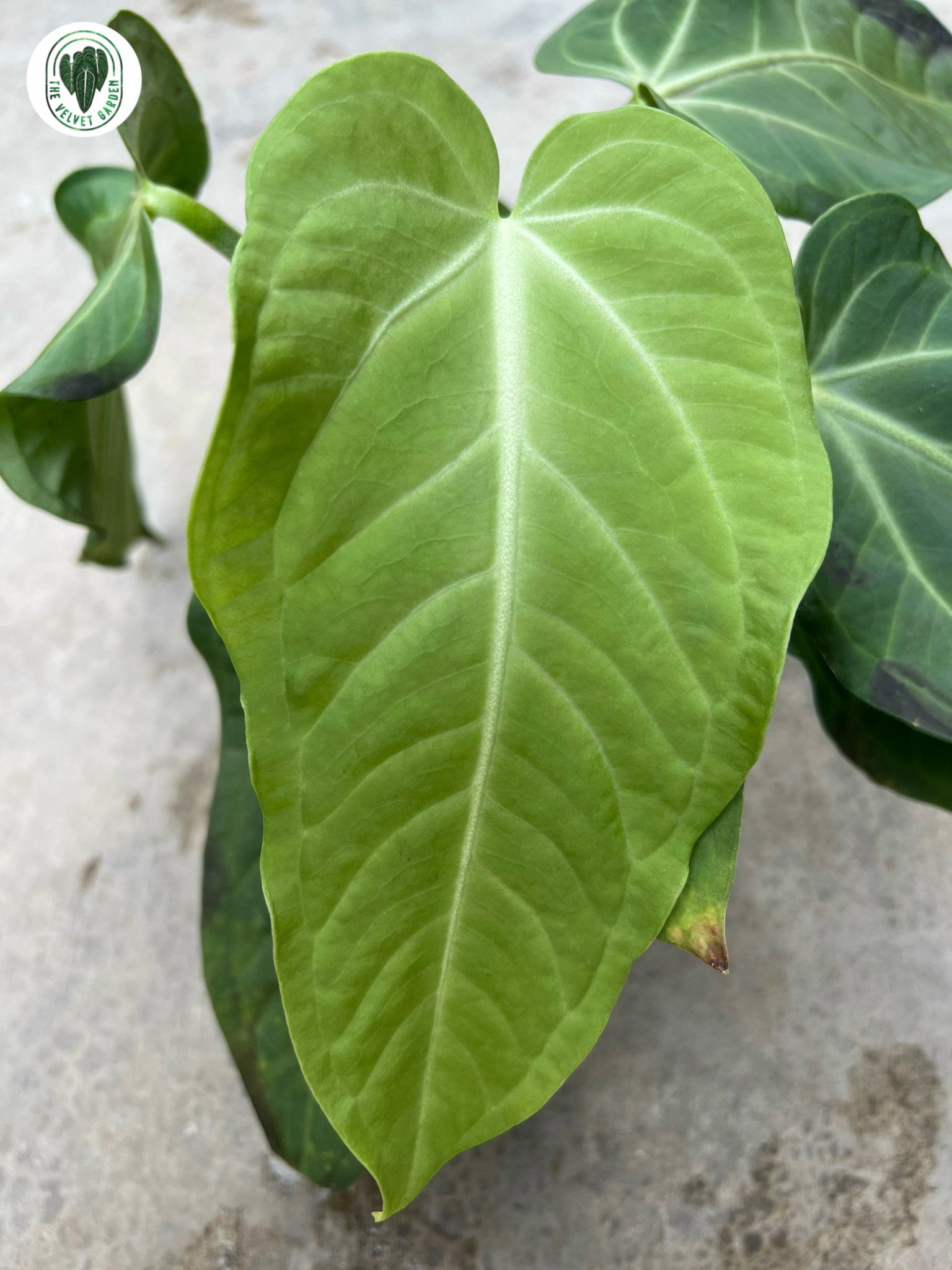 Anthurium Villenaroum x Anthurium Pulcachense – TheVelvetGarden