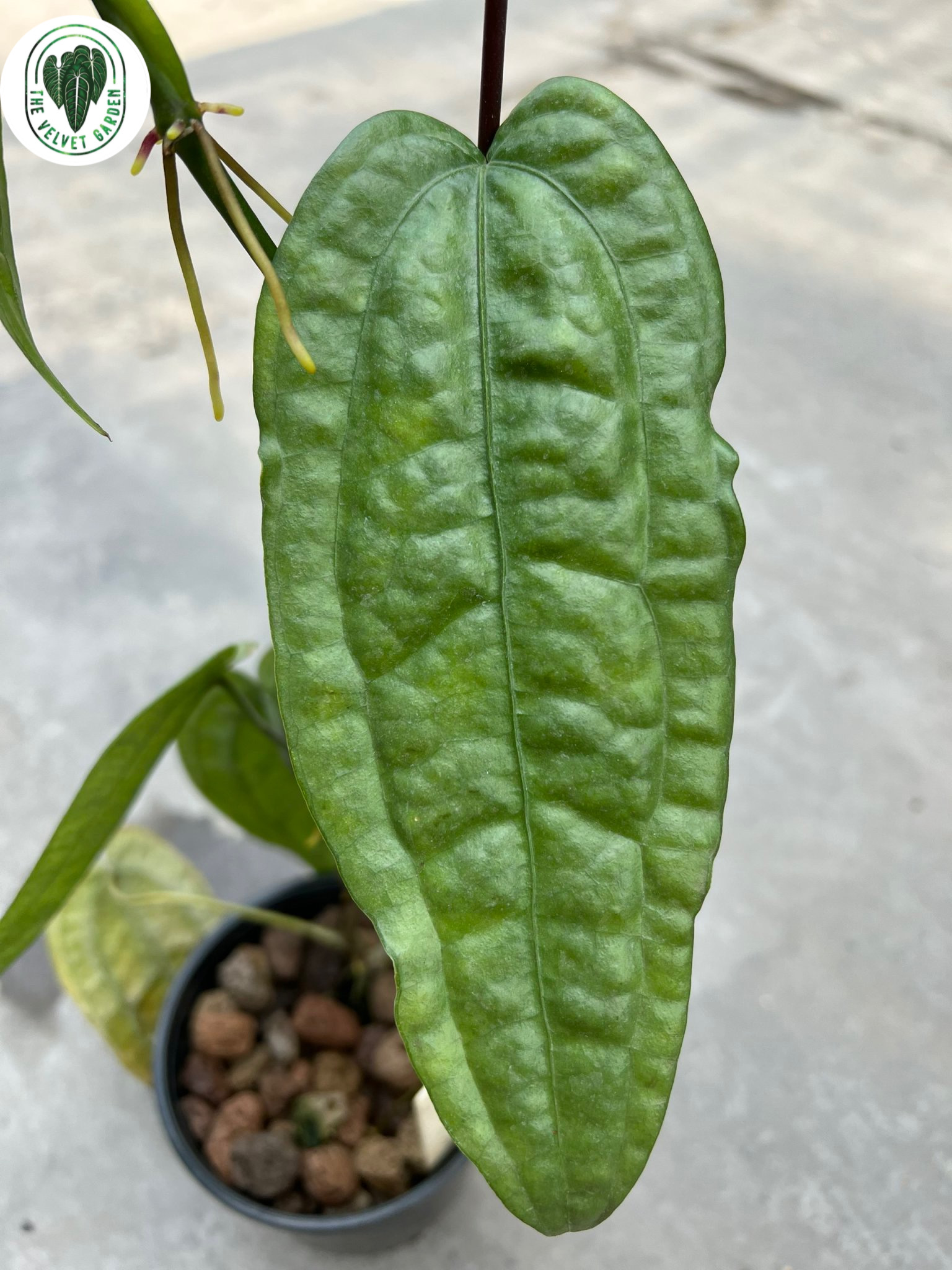 Anthurium Sp Limon  TheVelvetGarden