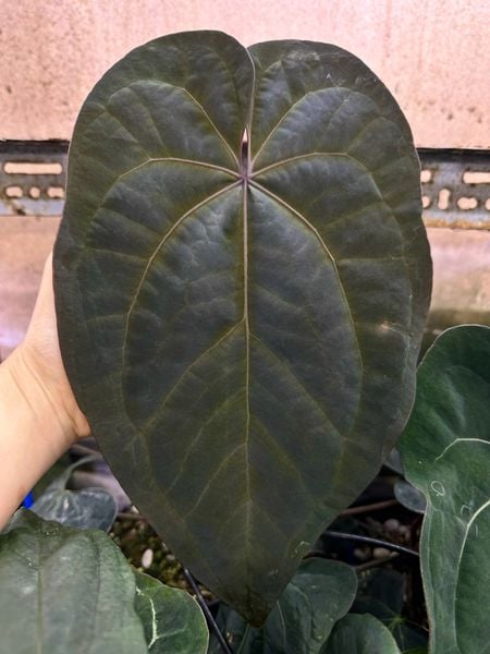 Anthurium – TheVelvetGarden Anthurium – TheVelvetGarden