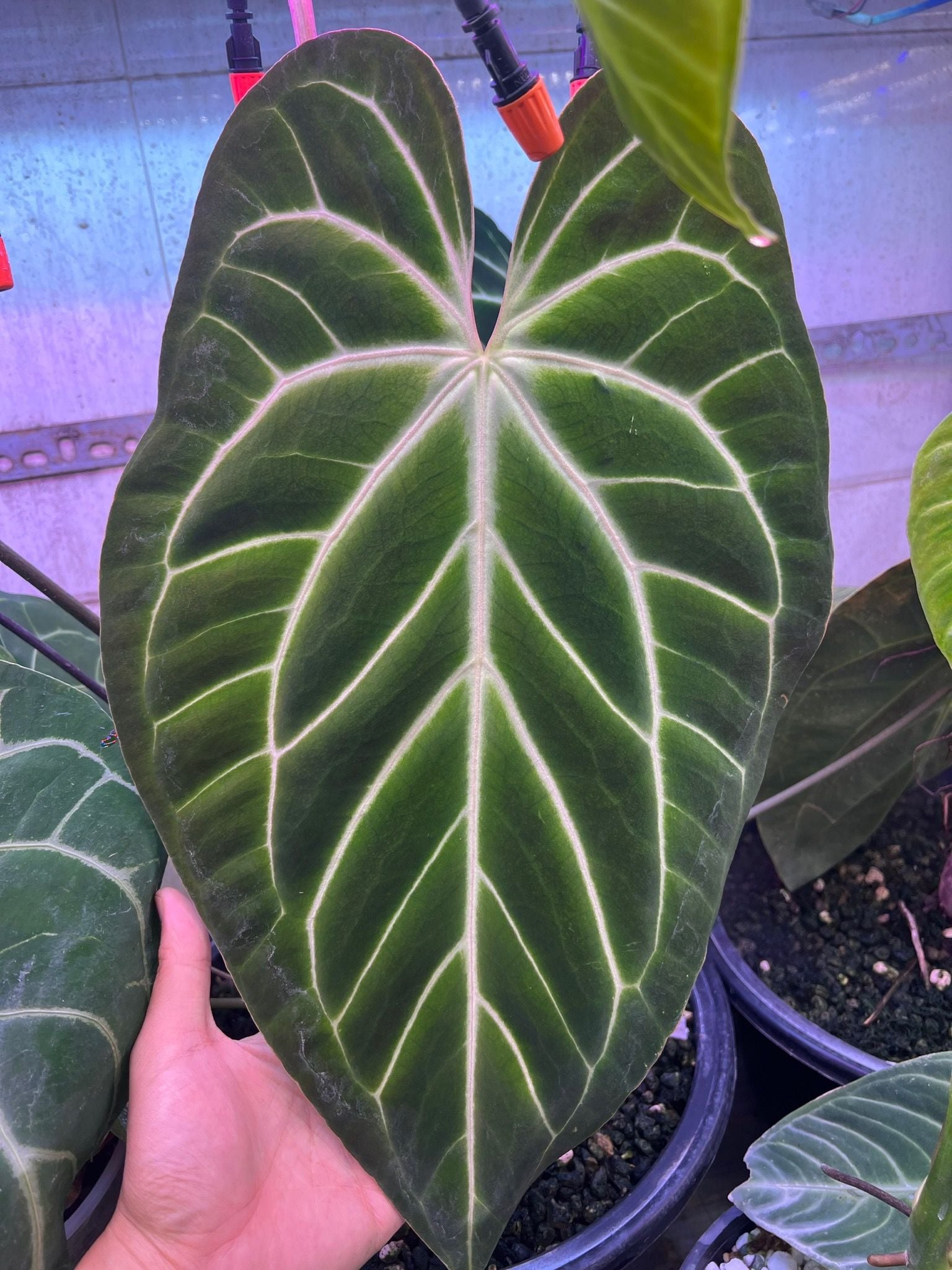 159 besseae aff ベッセアエ アンスリウム Anthurium This incredible