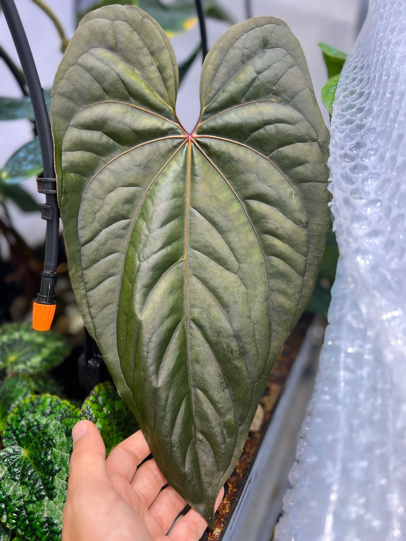 Anthurium Circus Peanuts – TheVelvetGarden