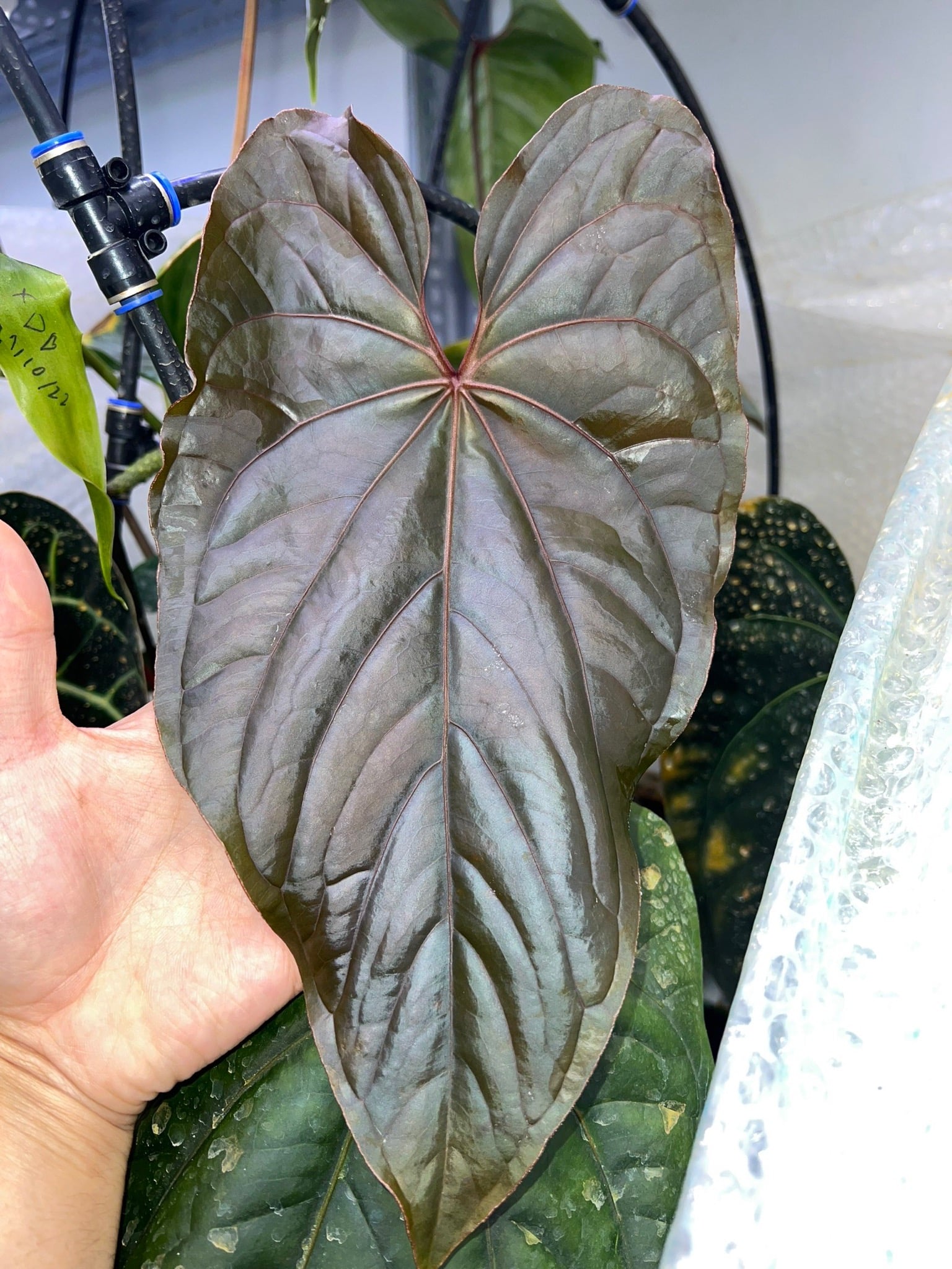 plant fertilizer indoor FEED ME! Time Release Houseplant Food (18-6-8) main image 1