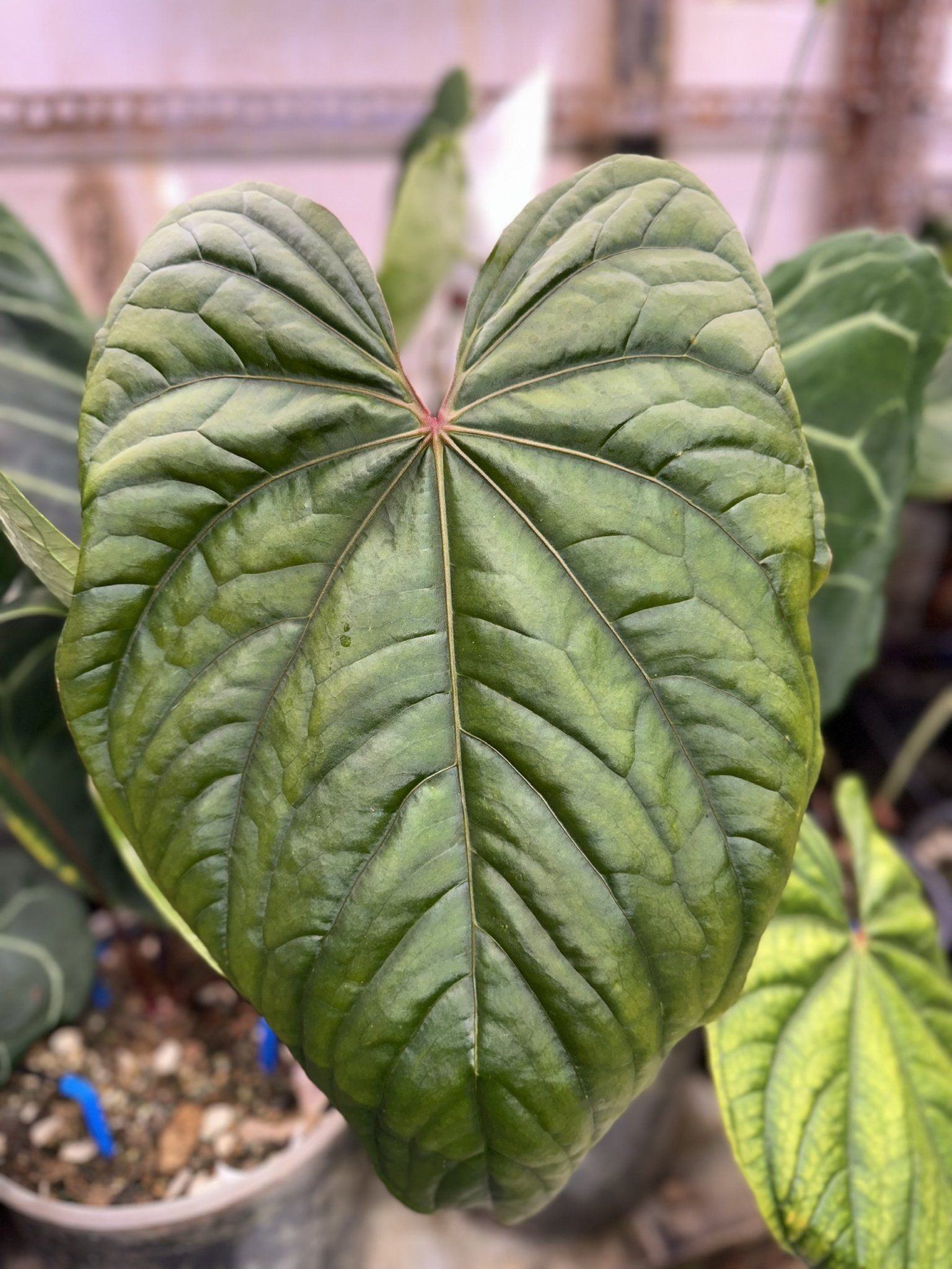 Anthurium Circus Peanuts – TheVelvetGarden