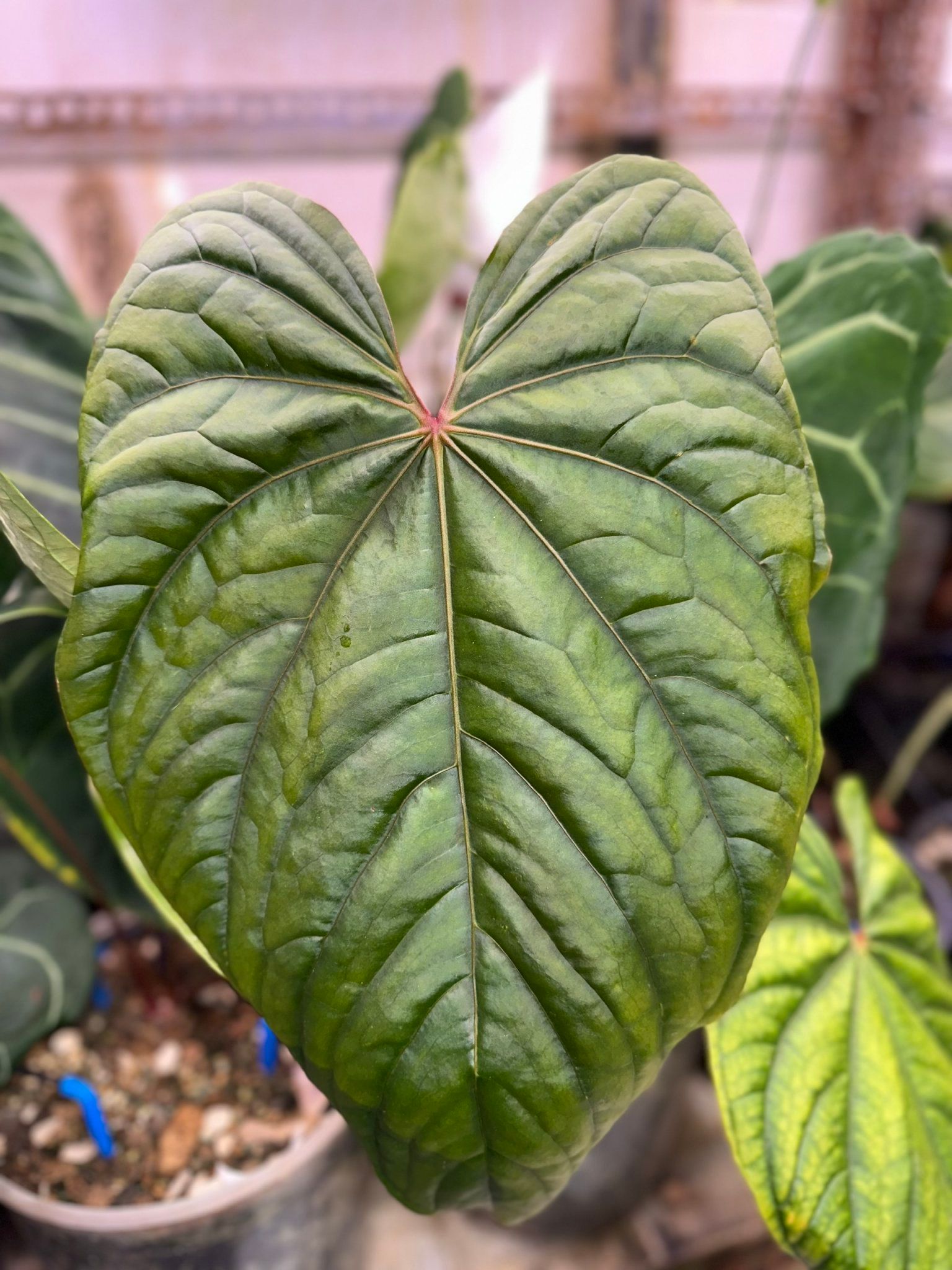 is a dracaena a succulent Buy Cornstalk Dracaena Green Plant main image 0