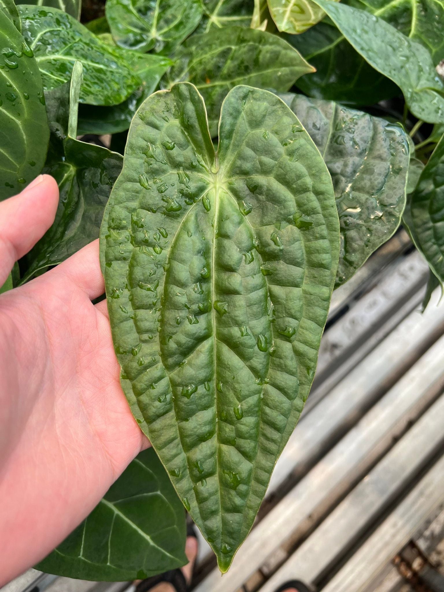 希少Anthurium forgetii × luxurians（1リーフ大株） 希少Anthurium forgetii × luxurians（1リーフ大株） Anthurium