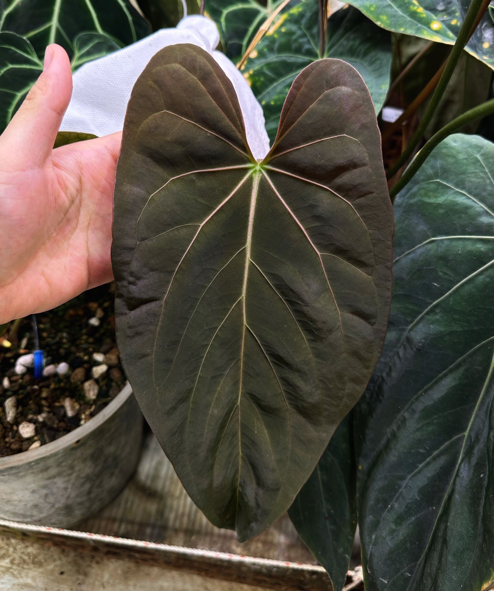 フィカス anthurium HYBRID Anthurium Hybrid: Anthurium Silver Fox — All The Plant Babies