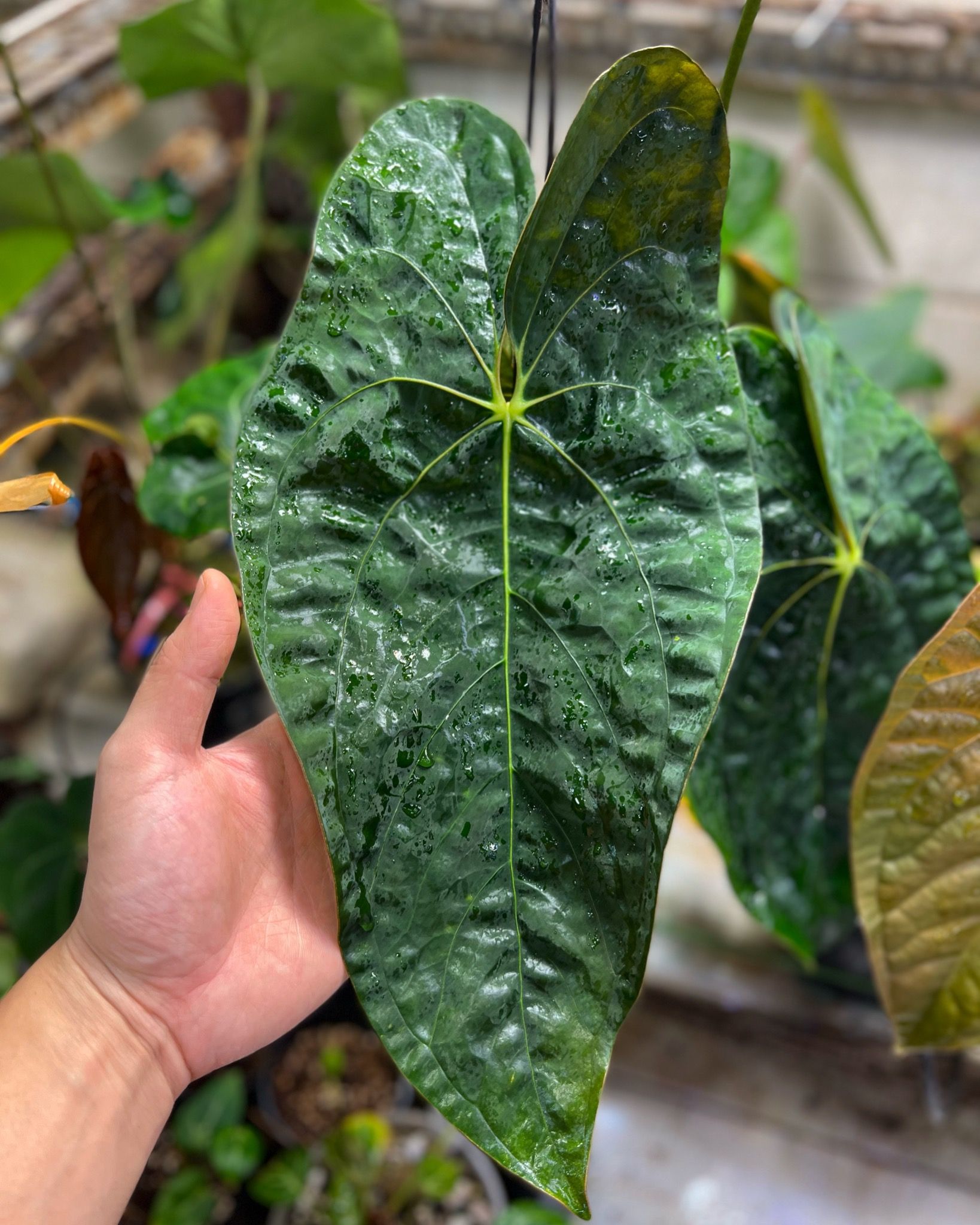 Anthurium Papillilaminum Lago Gatun x Green Genie – TheVelvetGarden