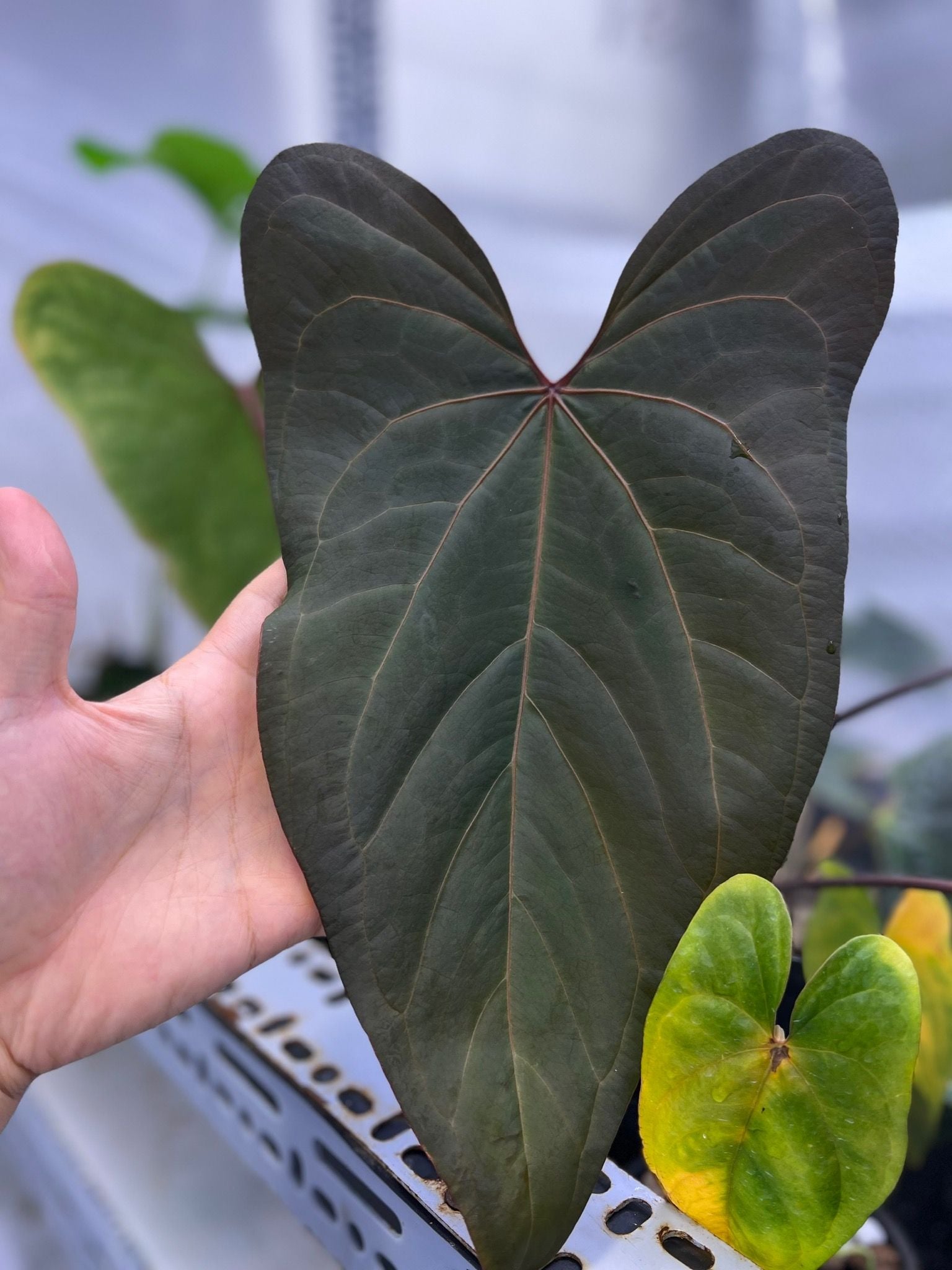 Anthurium Papillilaminum Red Stem Indonesia – TheVelvetGarden