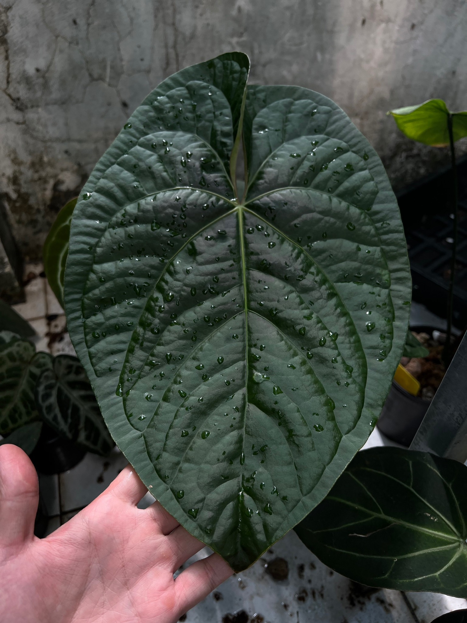 A. (papi var × Crys Marble) × Debilis A. (papi var × Crys Marble) × Debilis Anthurium cry var & papi var