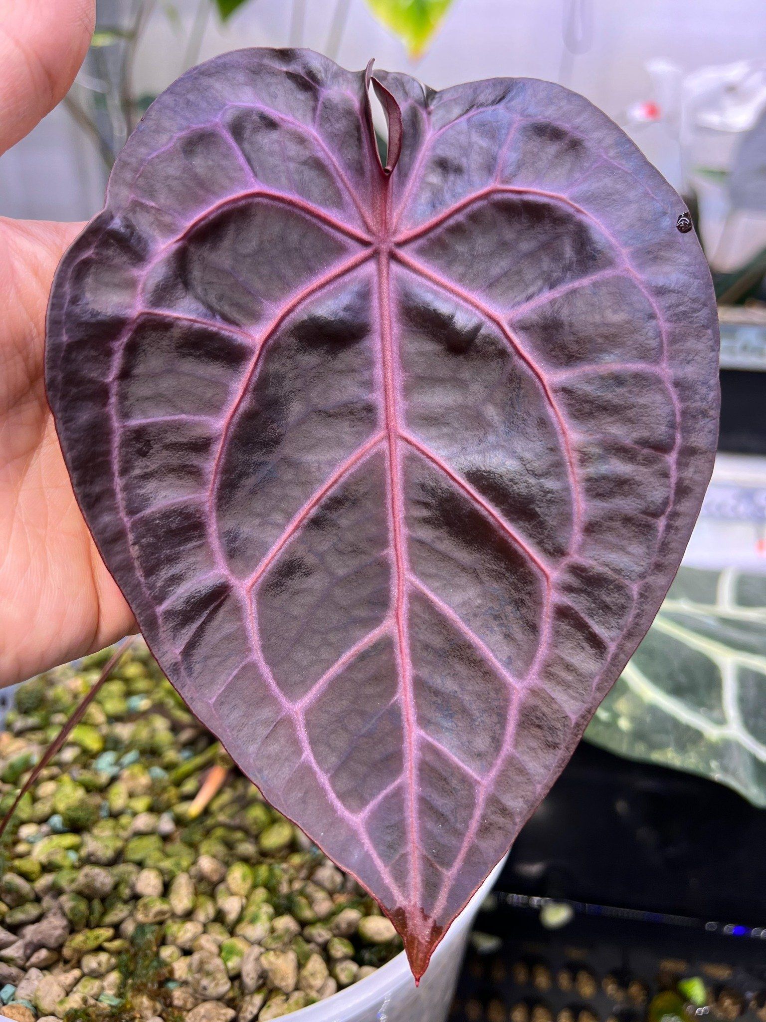 Anthurium Red Crystallinum F3 (Zara x Michelle Anthurium Red Crystallinum F3 (Zara x Michelle
