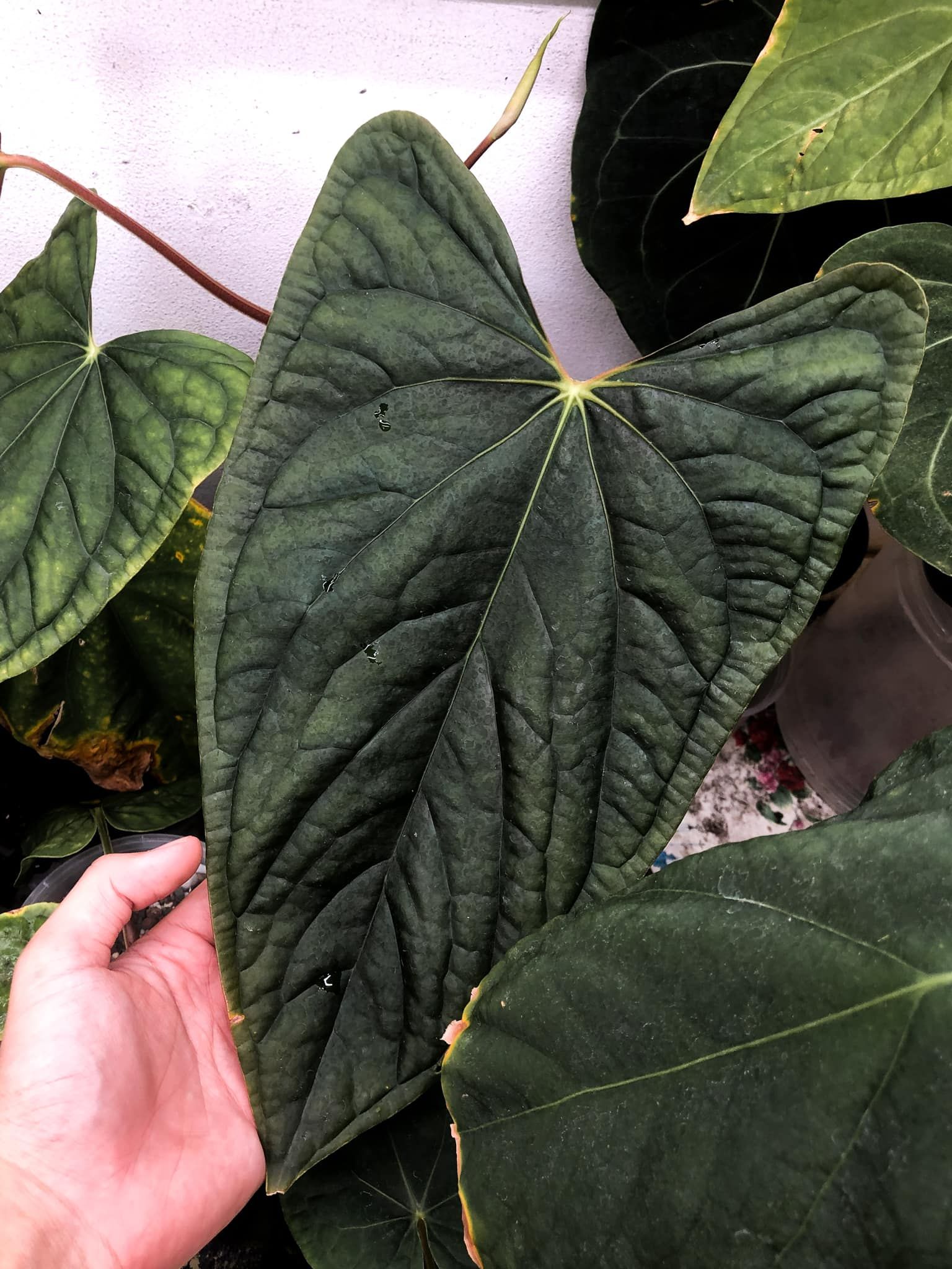 アンスリウム ハイブリッド コーデュロイ x フォートシャーマン