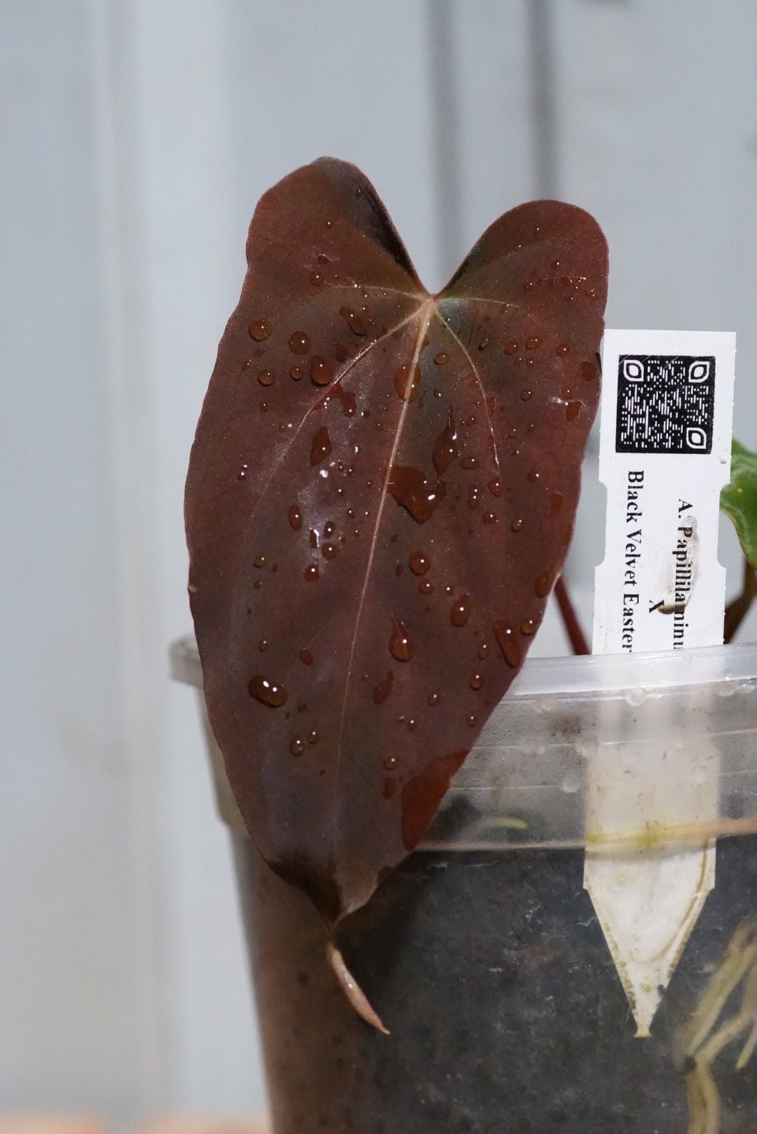 アンスリウム Reegarden papi x Antolakii（bvep） 大得価，爆買い