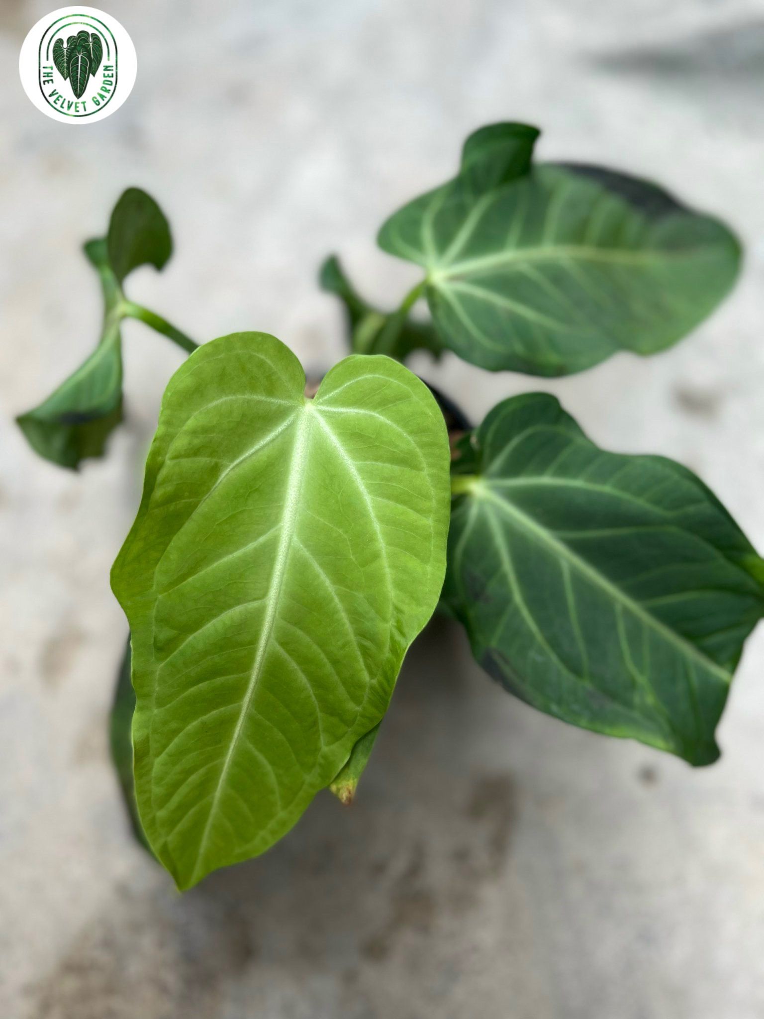 Anthurium Villenaroum x Anthurium Pulcachense – TheVelvetGarden