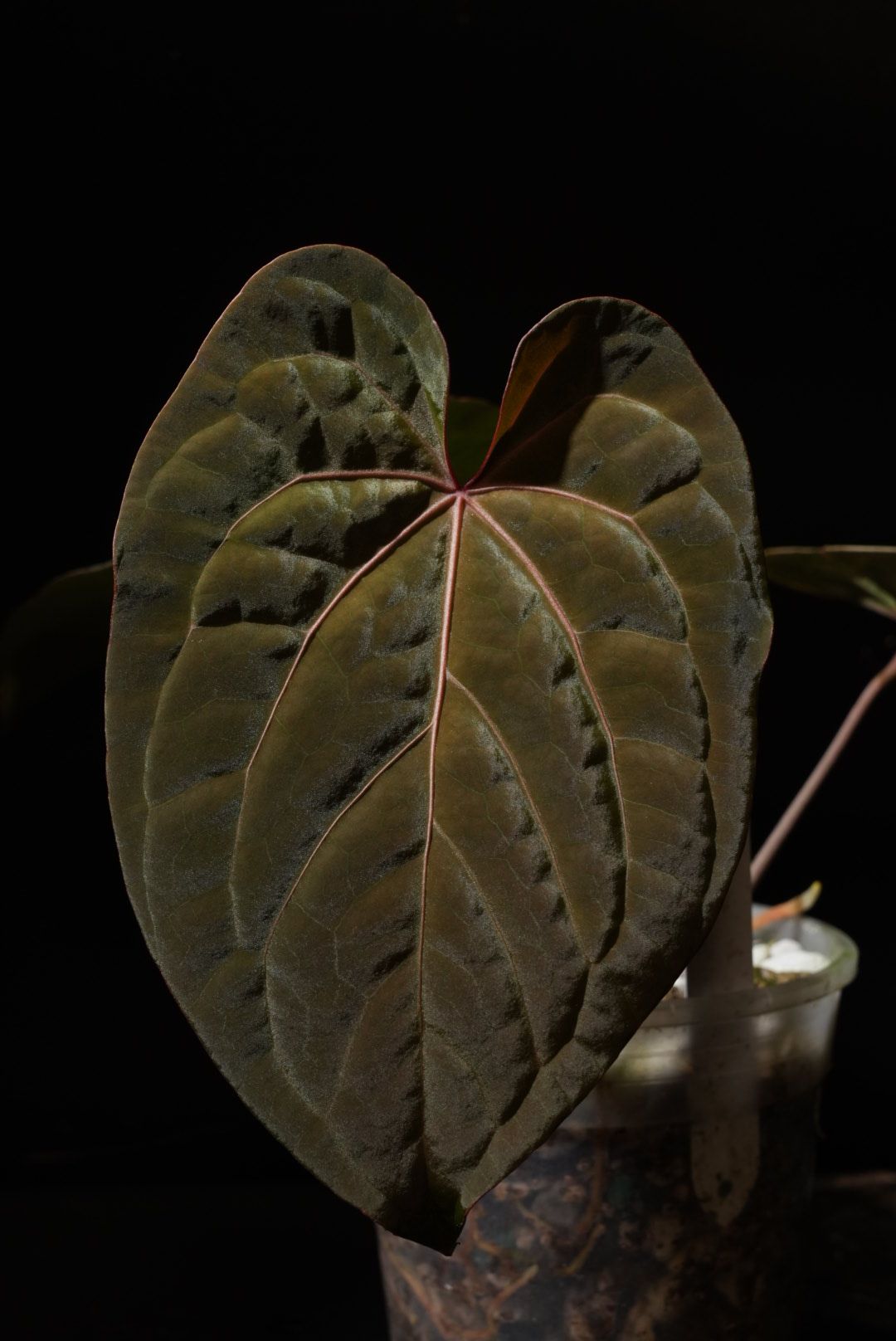 A. (papi var × Crys Marble) × Debilis A. (papi var × Crys Marble) × Debilis