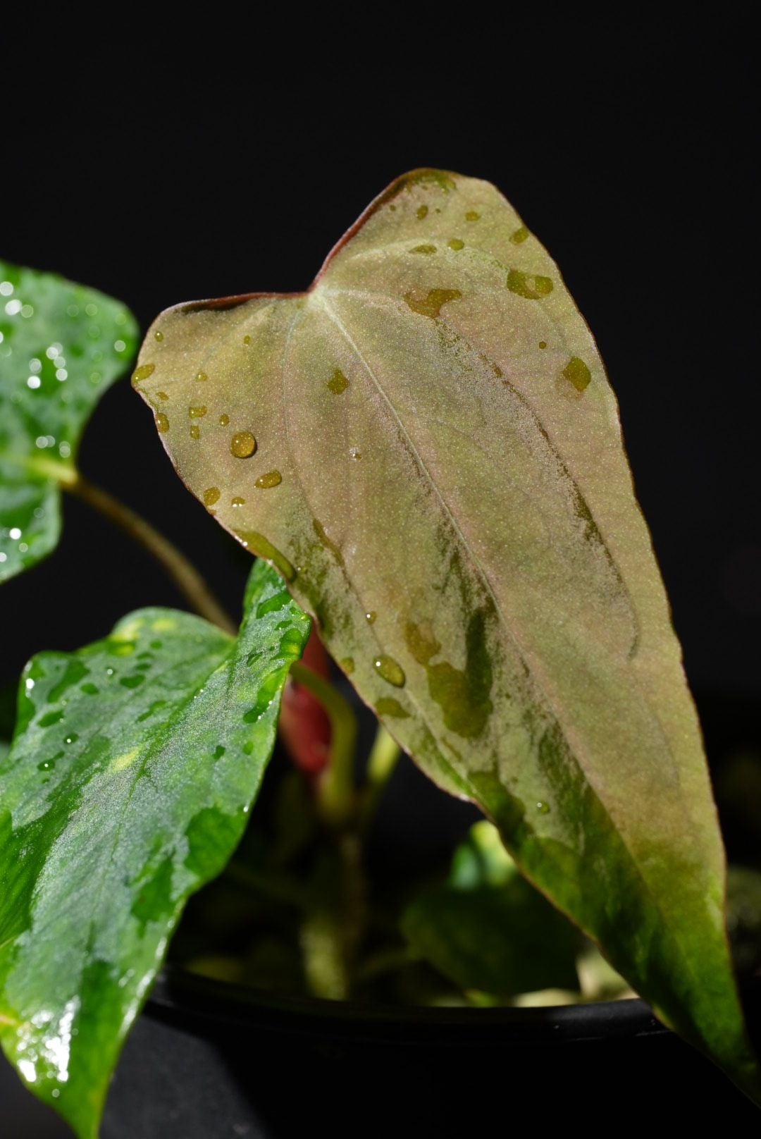 Anthurium Ree Pap Anthurium Papillilaminum 'Ree Gardens' x (Fort Sherman x Ralph Lynam ...