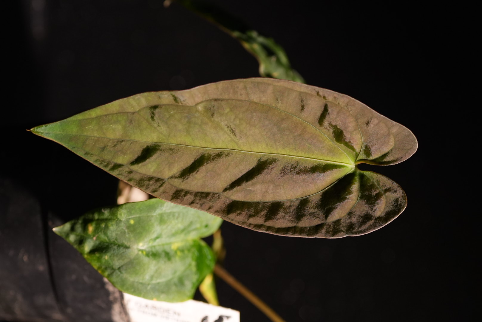 Anthurium Ree Pap Anthurium Papillilaminum Guna Yala x 'Ree Gardens' – TheVelvetGarden