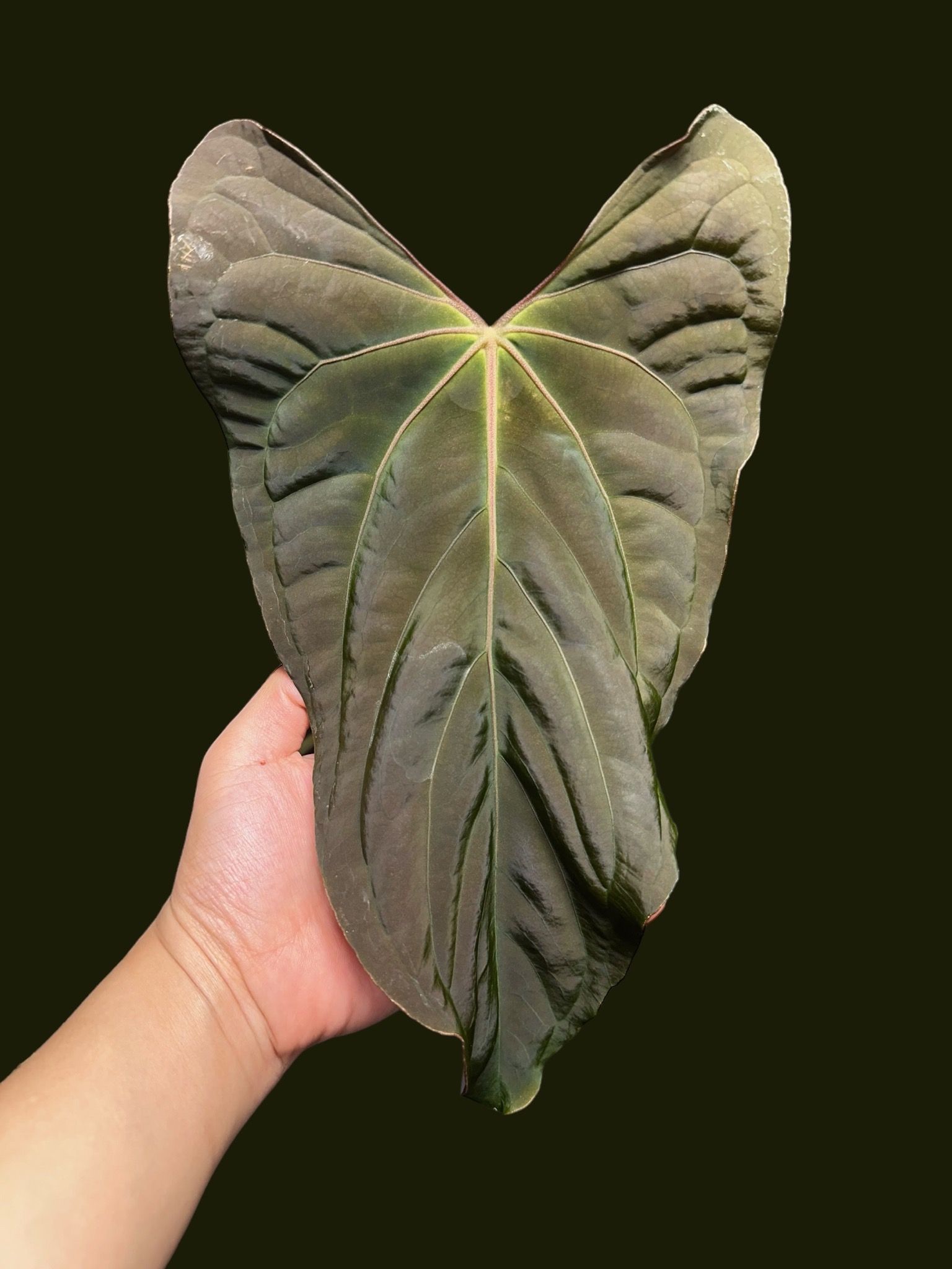 g*き様 Anthurium “papi RL（JV）× FS（JV）” x R g*き様 Anthurium “papi RL（JV）× FS（JV）” x R Anthurium