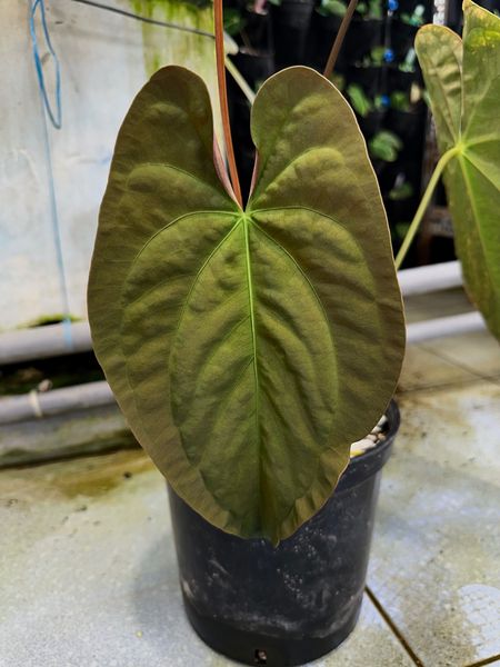 Perineum va qinning toliq yorilishi