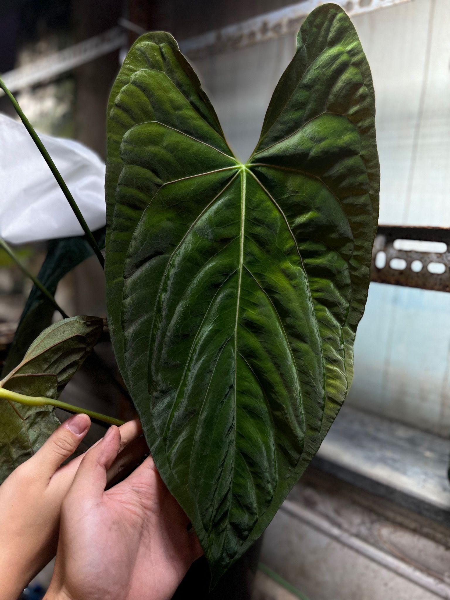 Anthurium Papillilaminum Ree Gardens – TheVelvetGarden