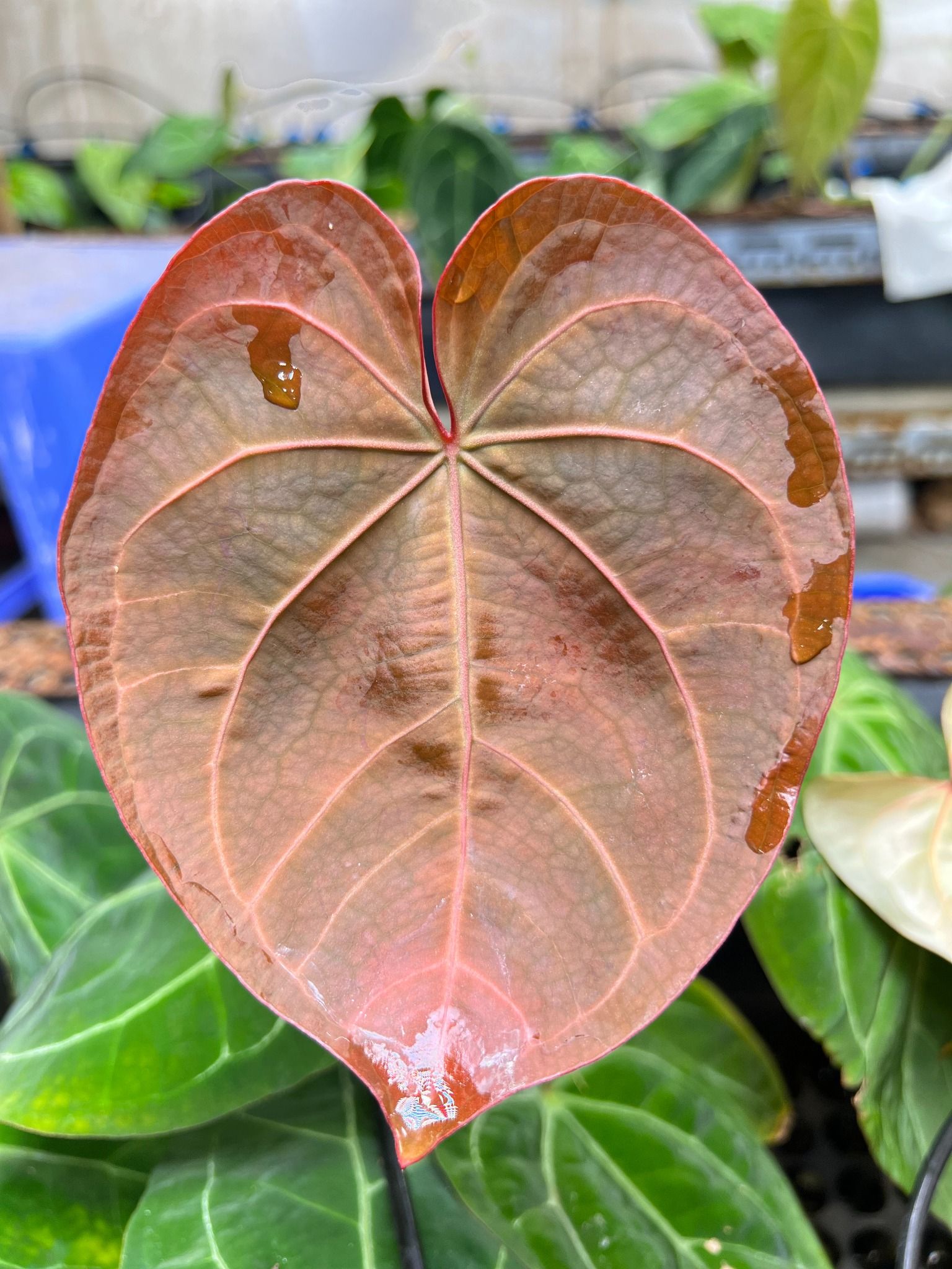 Anthurium Red Crystallinum Doc Block F2 x Anthurium Dressleri Indo