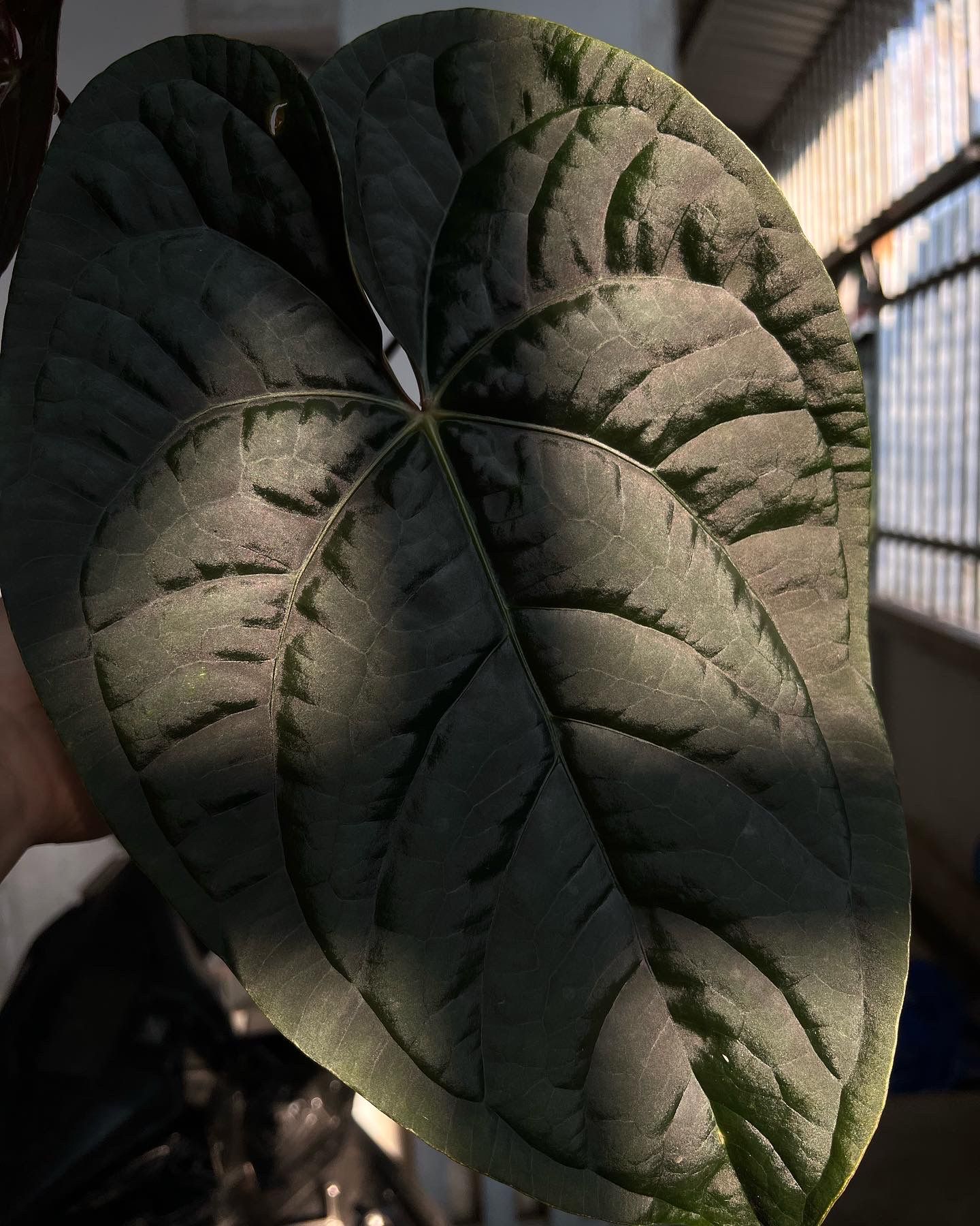 anthurium balaoanum care Anthurium balaoanum | Buy Unusual Plants Online main image 0