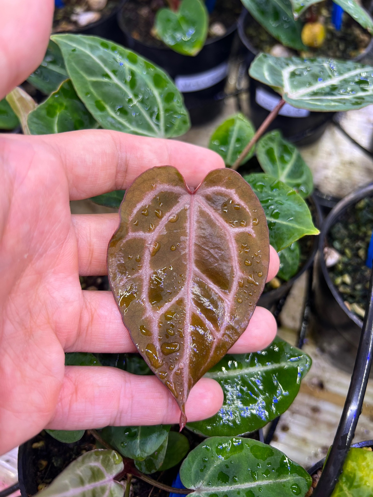 アンスリウム ドックブロック ZARA x ZARA アンスリウム ドック