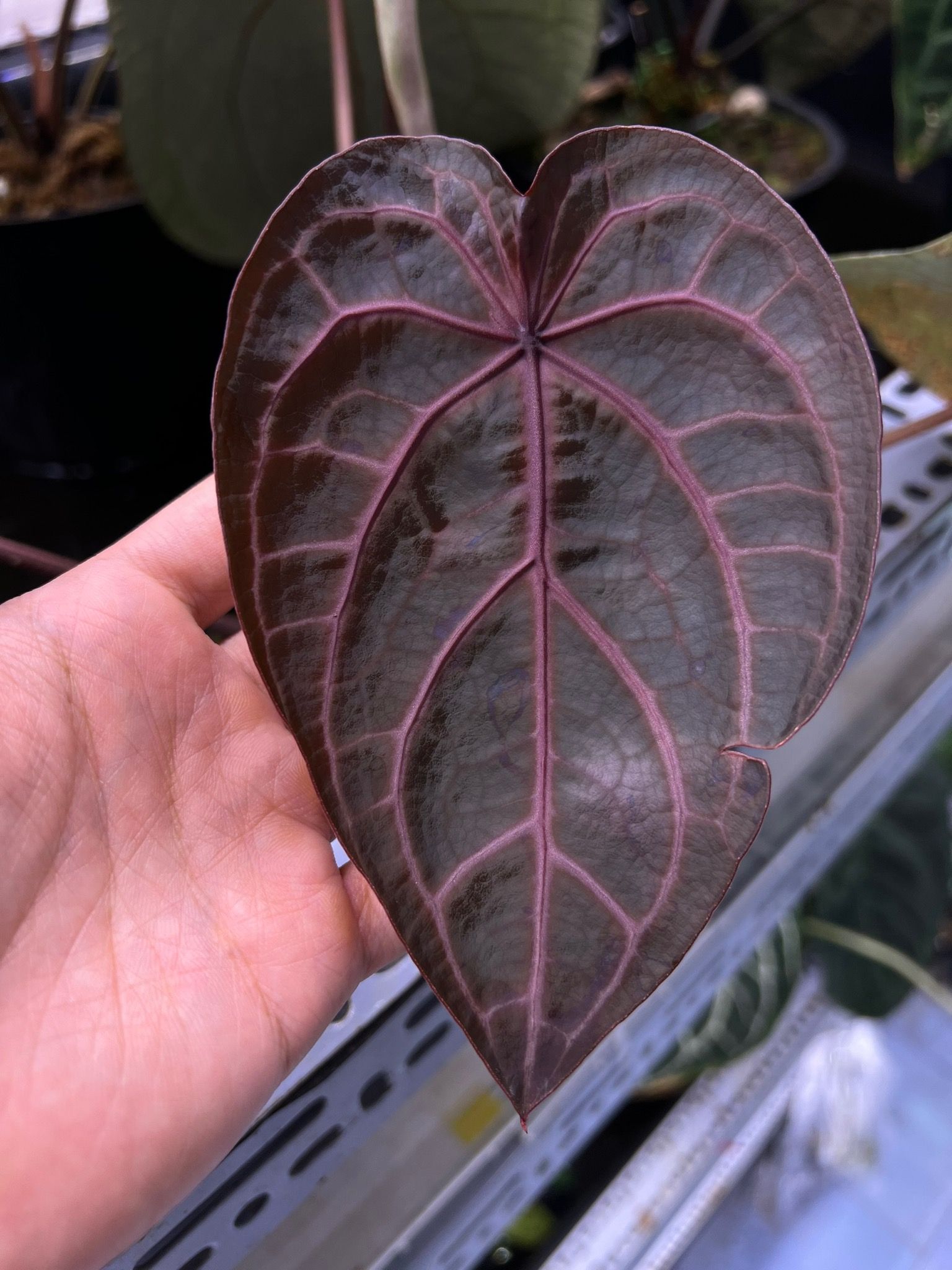 Anthurium Red Crystallinum F3 (Zara x Michelle Anthurium Red Crystallinum F3 (Zara x Michelle