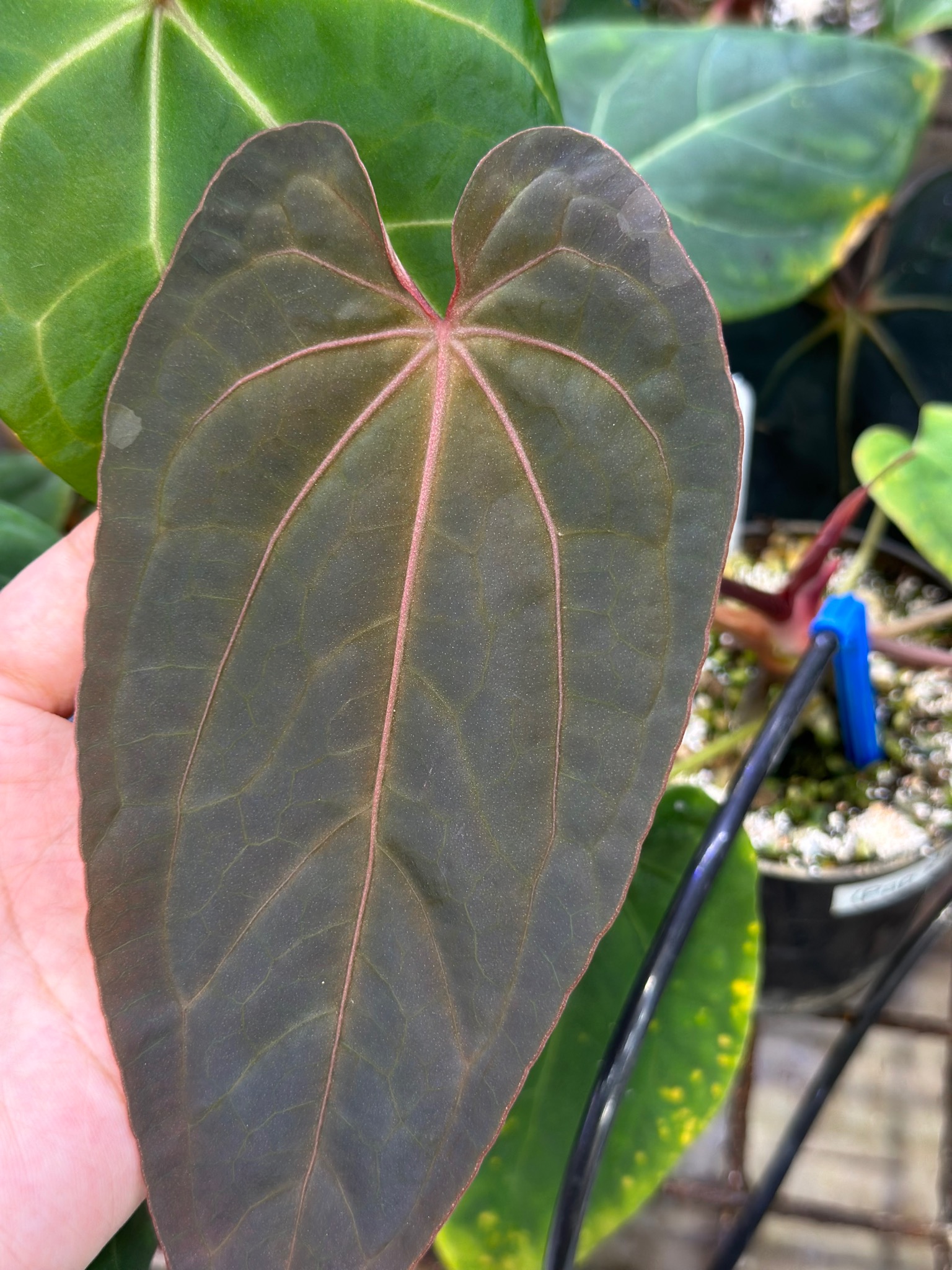 ア*レ様 Anthurium RVDP × Red Crystallinum Anthurium RVDP × Red Crystallinum - メルカリ