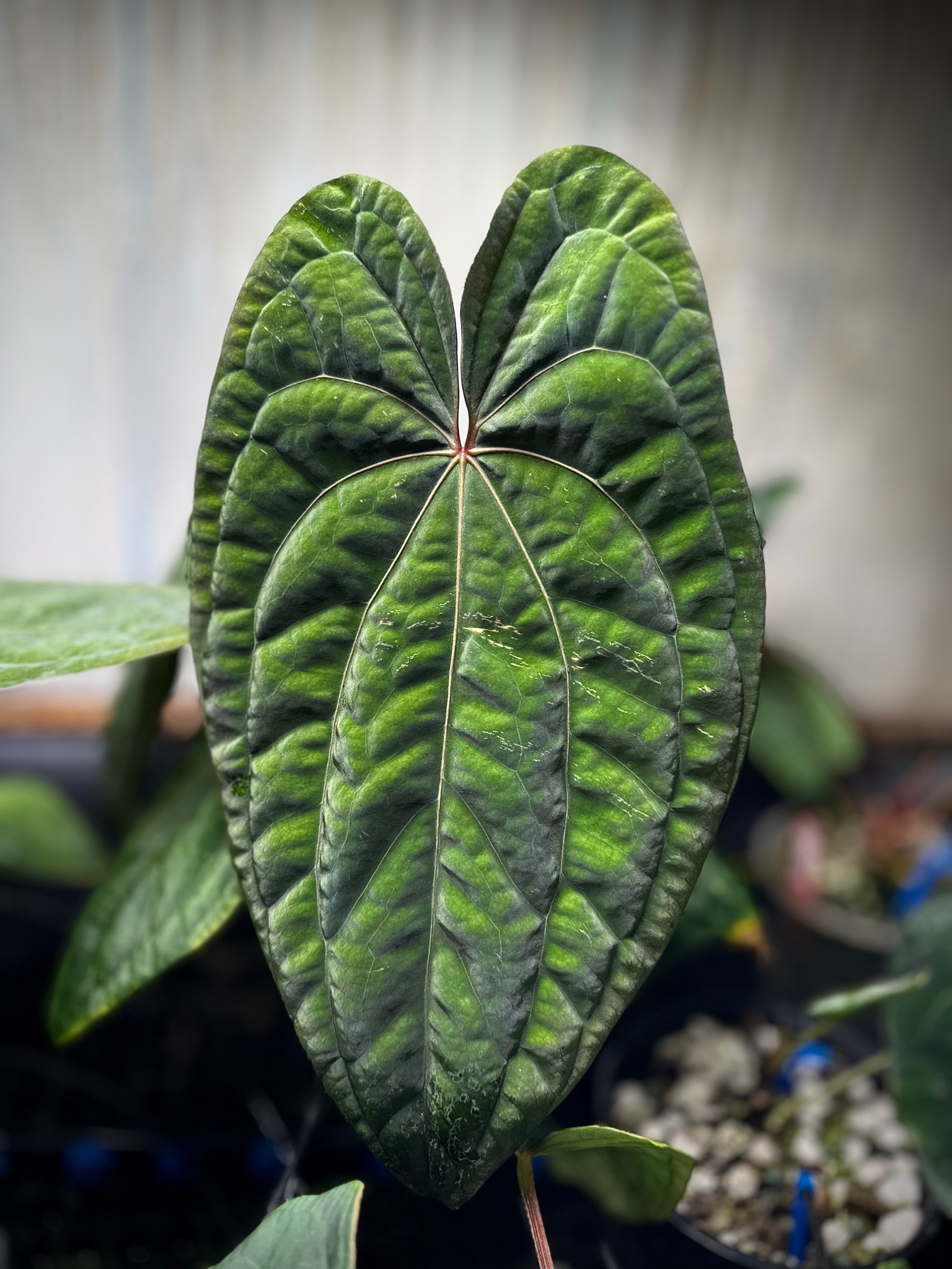 Anthurium Red Vein Dark Phoenix – TheVelvetGarden