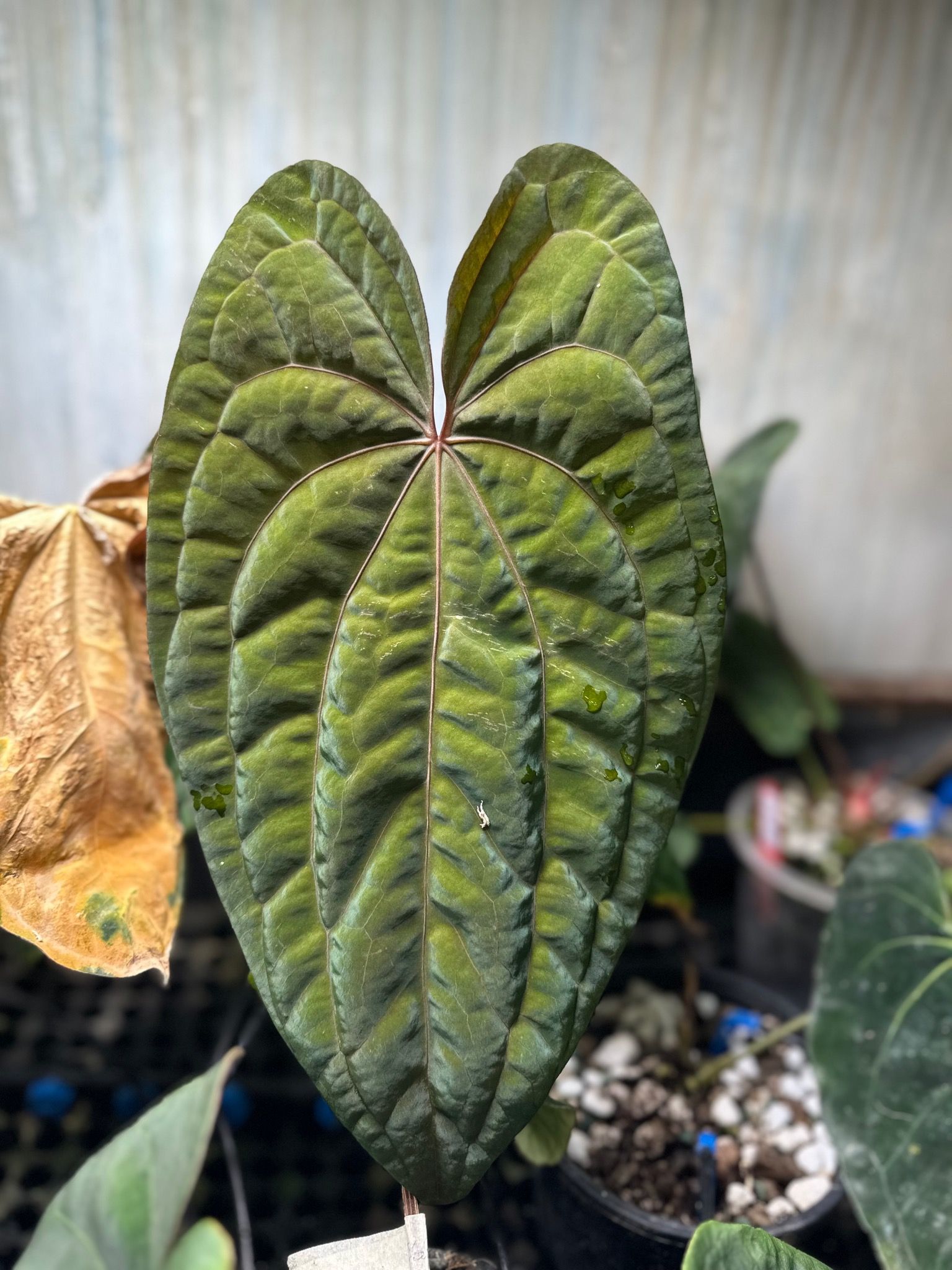Anthurium Red Vein Dark Phoenix – TheVelvetGarden