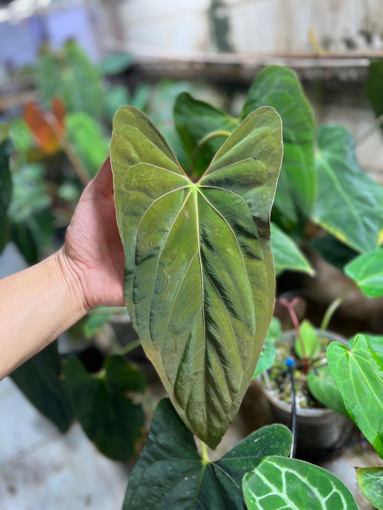 Anthurium Papillilaminum Ree Gardens – TheVelvetGarden