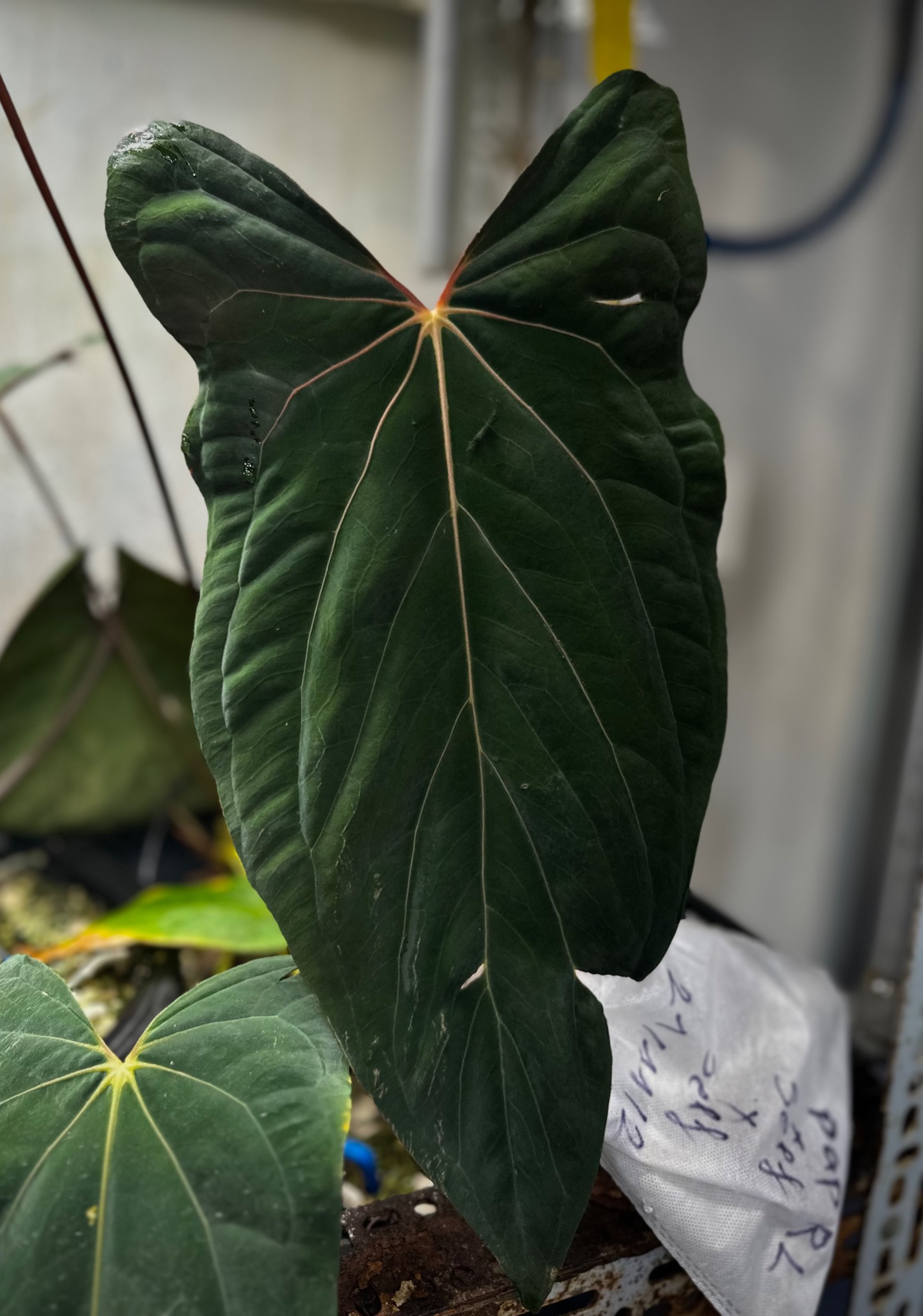 Anthurium Papillilaminum Ralph Lynam x self Dagger – TheVelvetGarden