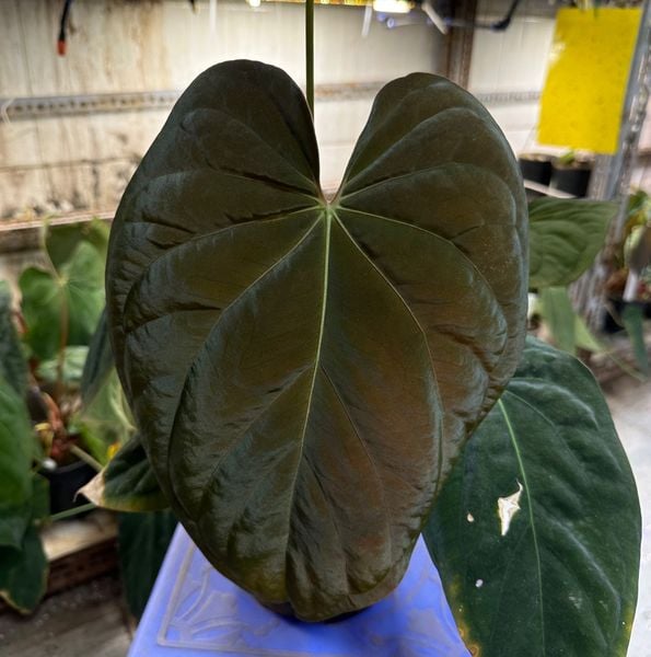 Anthurium – TheVelvetGarden Anthurium – TheVelvetGarden