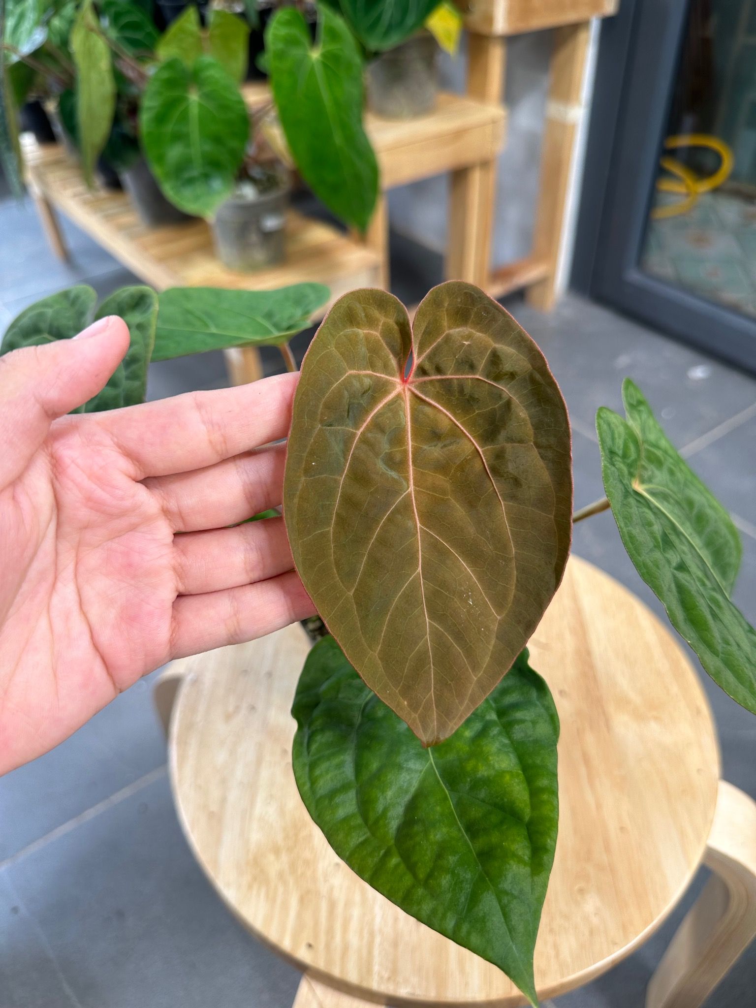 Anthurium (Papillilaminum x Luxurians) x Anthurium Red