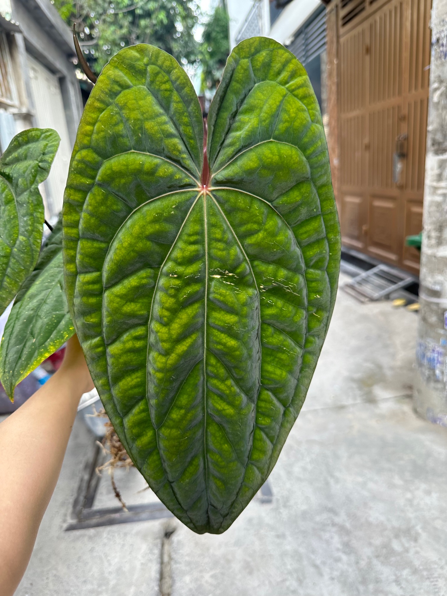 Anthurium Red Vein Dark Phoenix – TheVelvetGarden