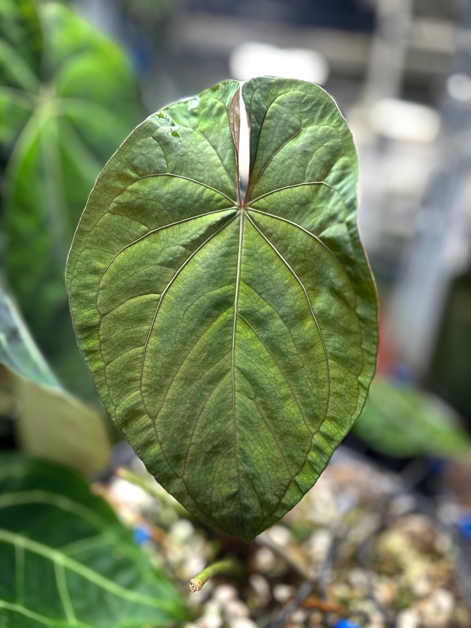 アンスリウム Anthurium AOS×PAPI（FS） 中株】anthrium aos×papi AOS