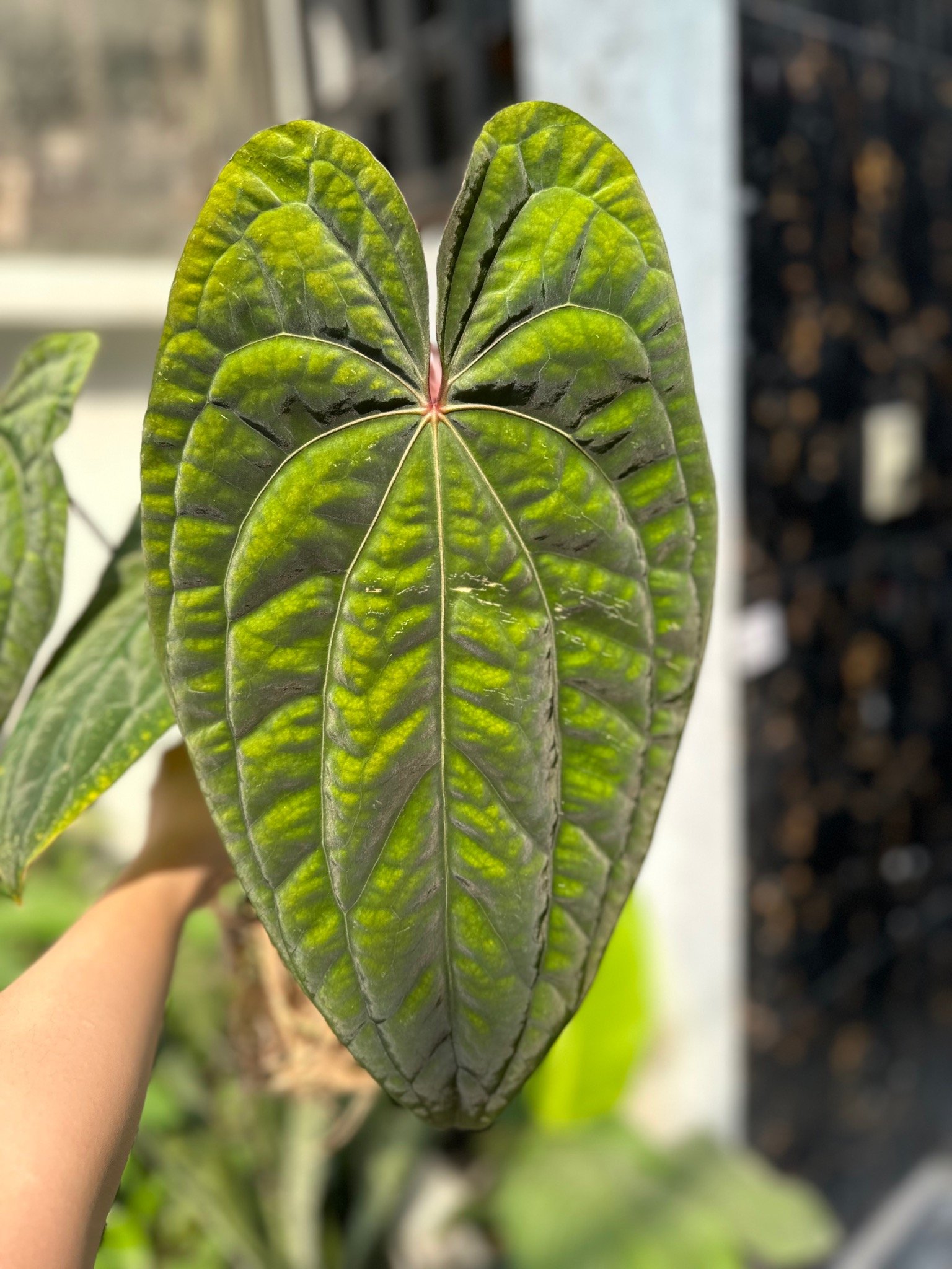 アンスリウム RVDP 超ベルベット red vein dark phoenix Anthurium Dark Phoenix (DP) x Red Vein Dark Phoenix (RVDP