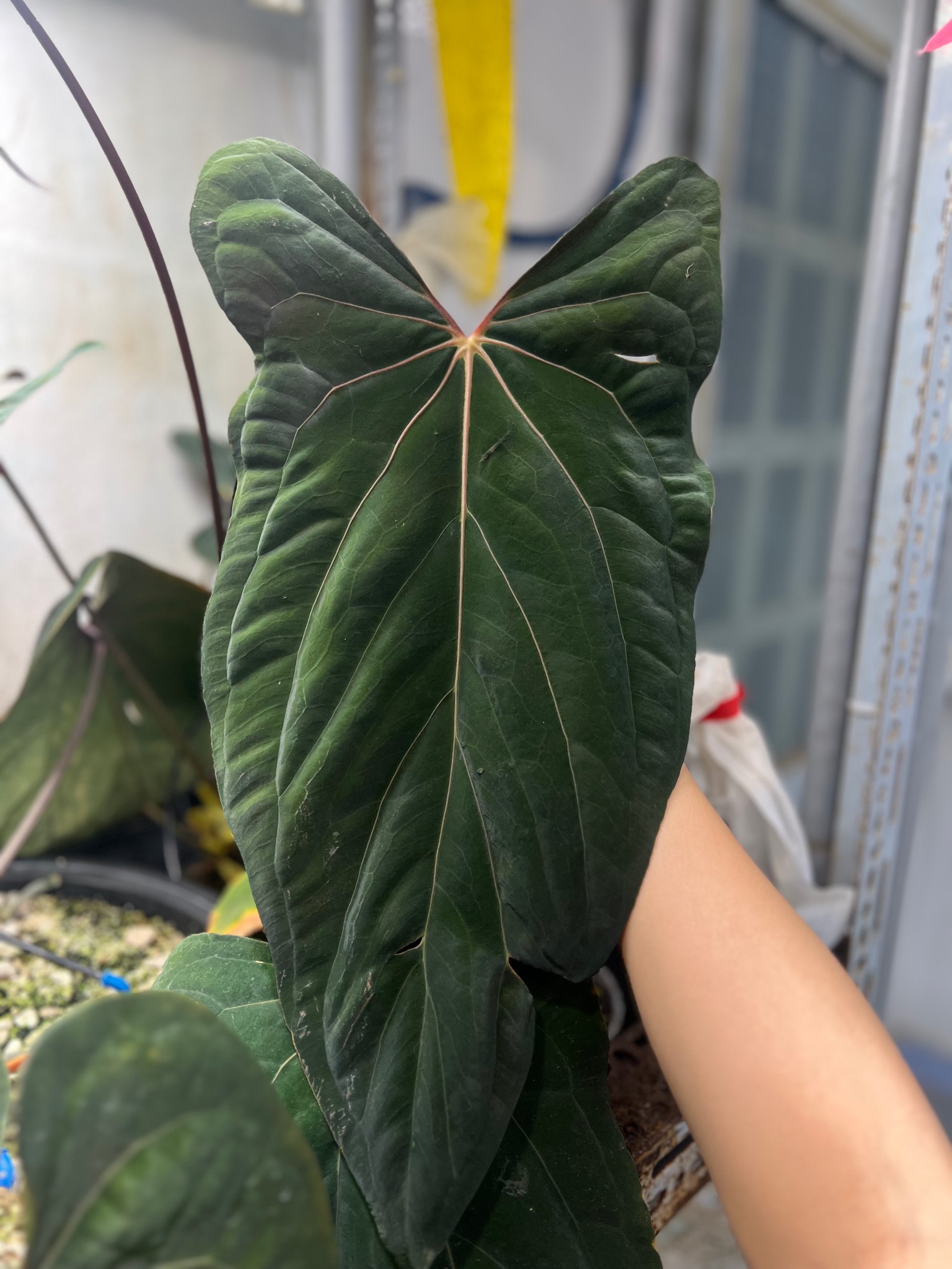 Anthurium Papillilaminum Ralph Lynam x self Dagger – TheVelvetGarden