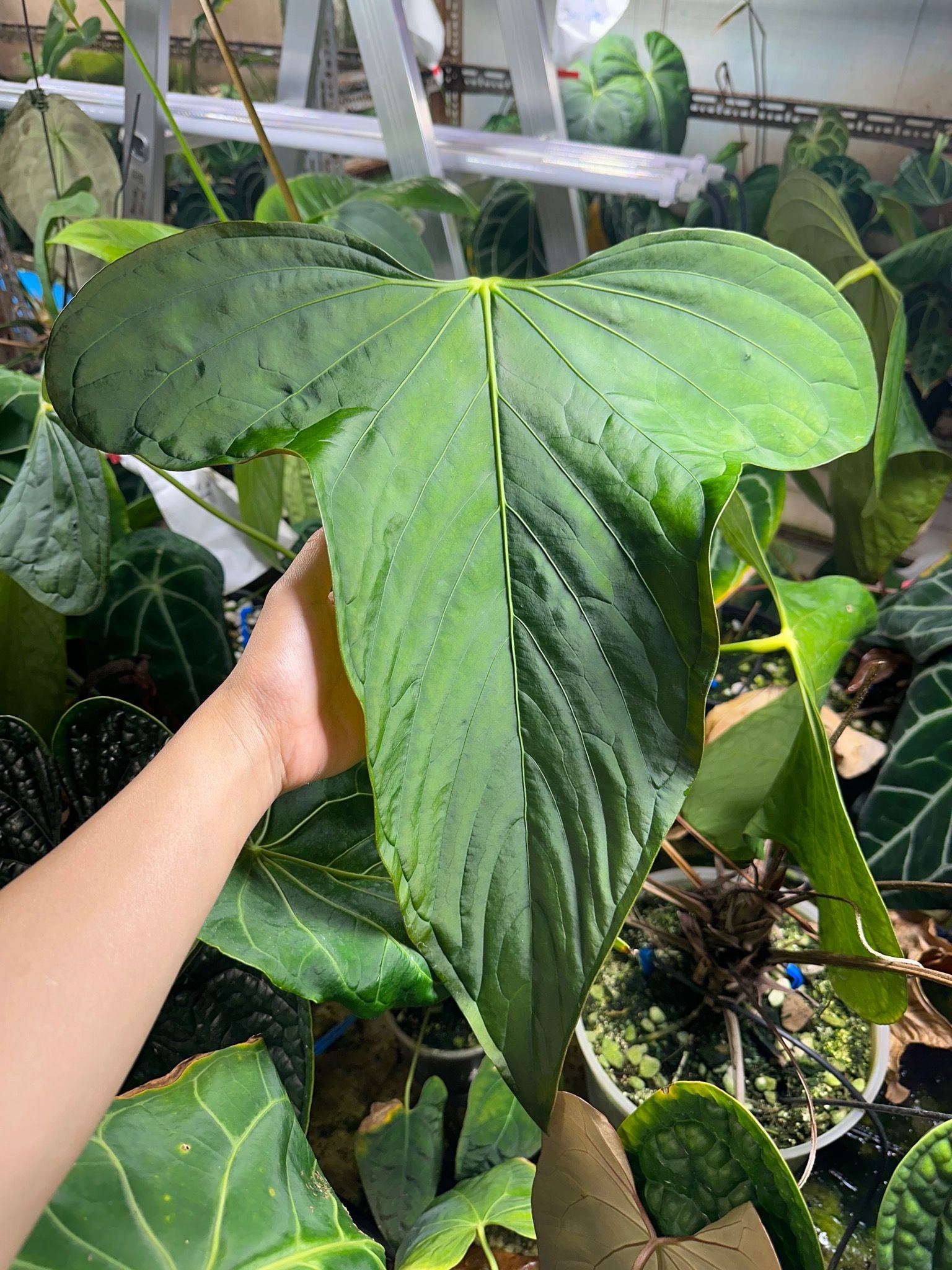 Anthurium Subsignatum  TheVelvetGarden