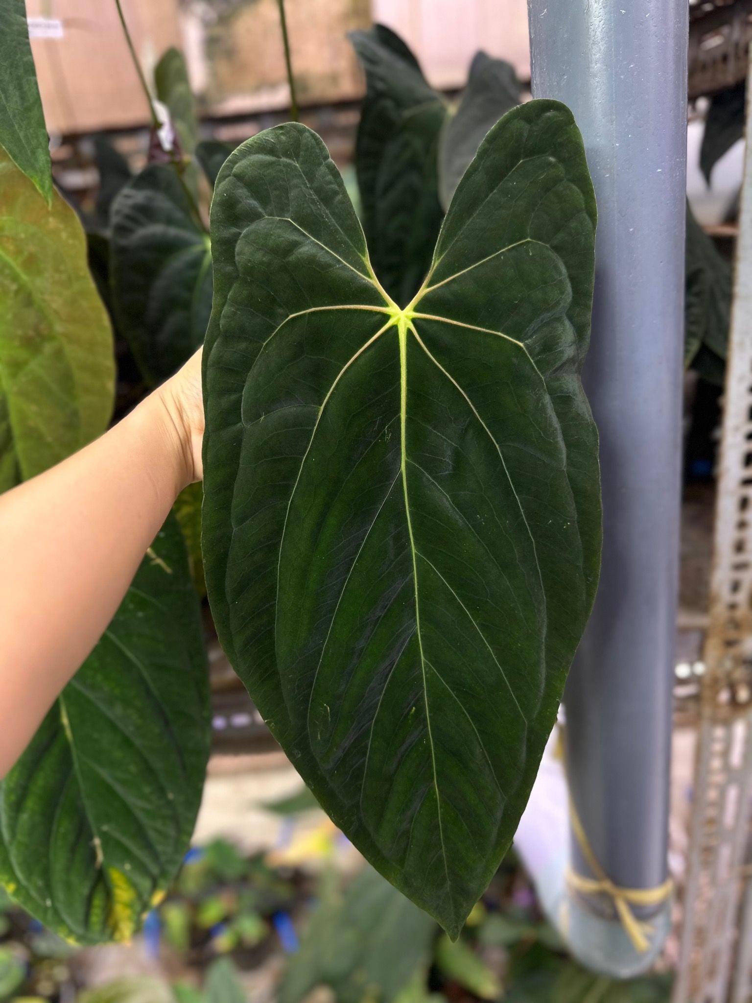 Anthurium Ree Pap Anthurium Papillilaminum Ree Gardens – TheVelvetGarden