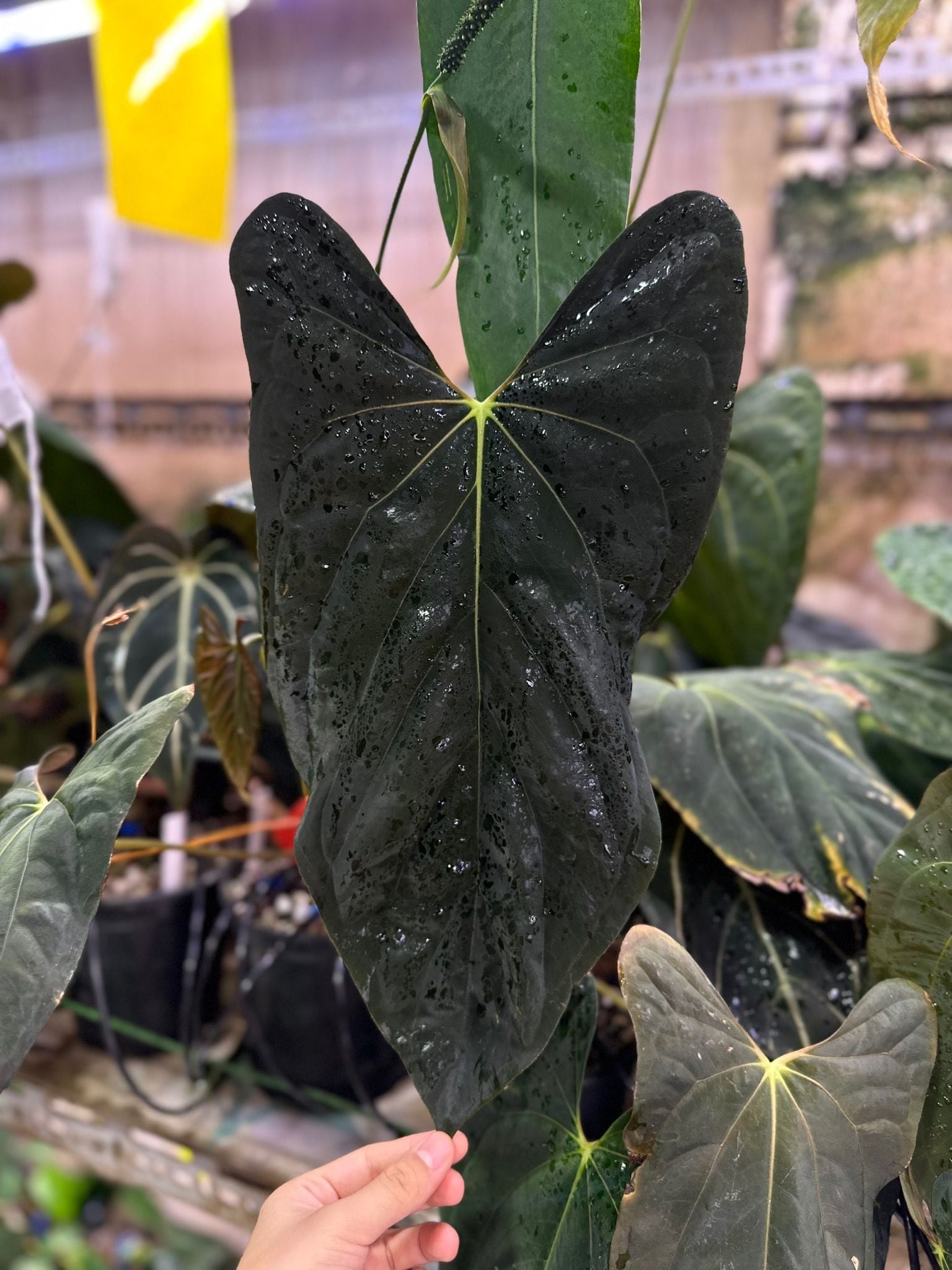 Anthurium Papillilaminum Fort Sherman x Ralph Lynam – TheVelvetGarden