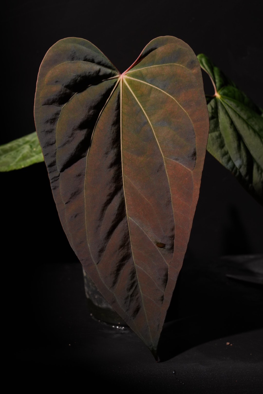 Anthurium Portillae x Antolakii (BVEP) – TheVelvetGarden