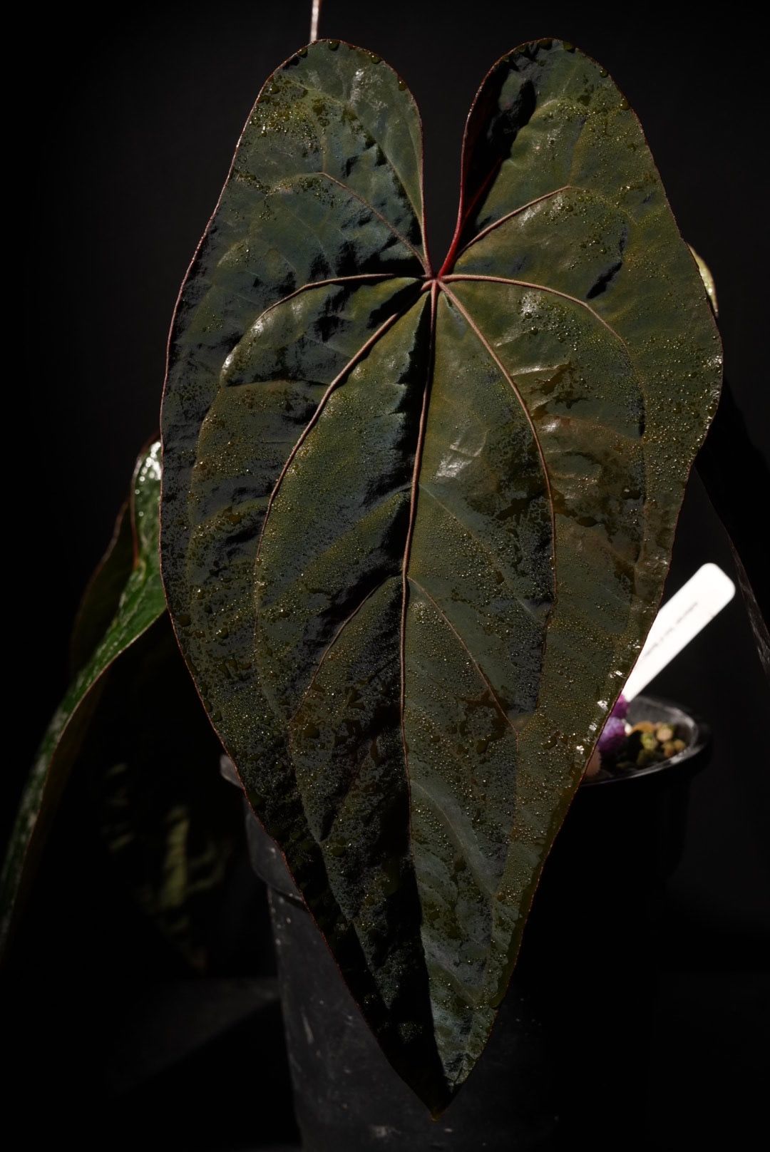 和*様 アンスリウム　AOS x FS Anthurium Ace of Spades Tezula x Kunayalense – TheVelvetGarden