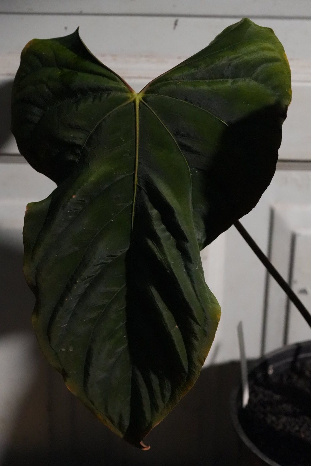 Anthurium Pap RL x self – TheVelvetGarden