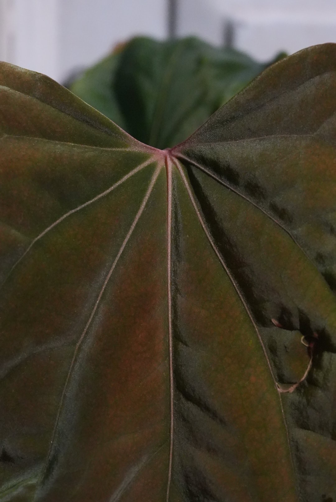 z5595611165948_4b802d2292de8e4