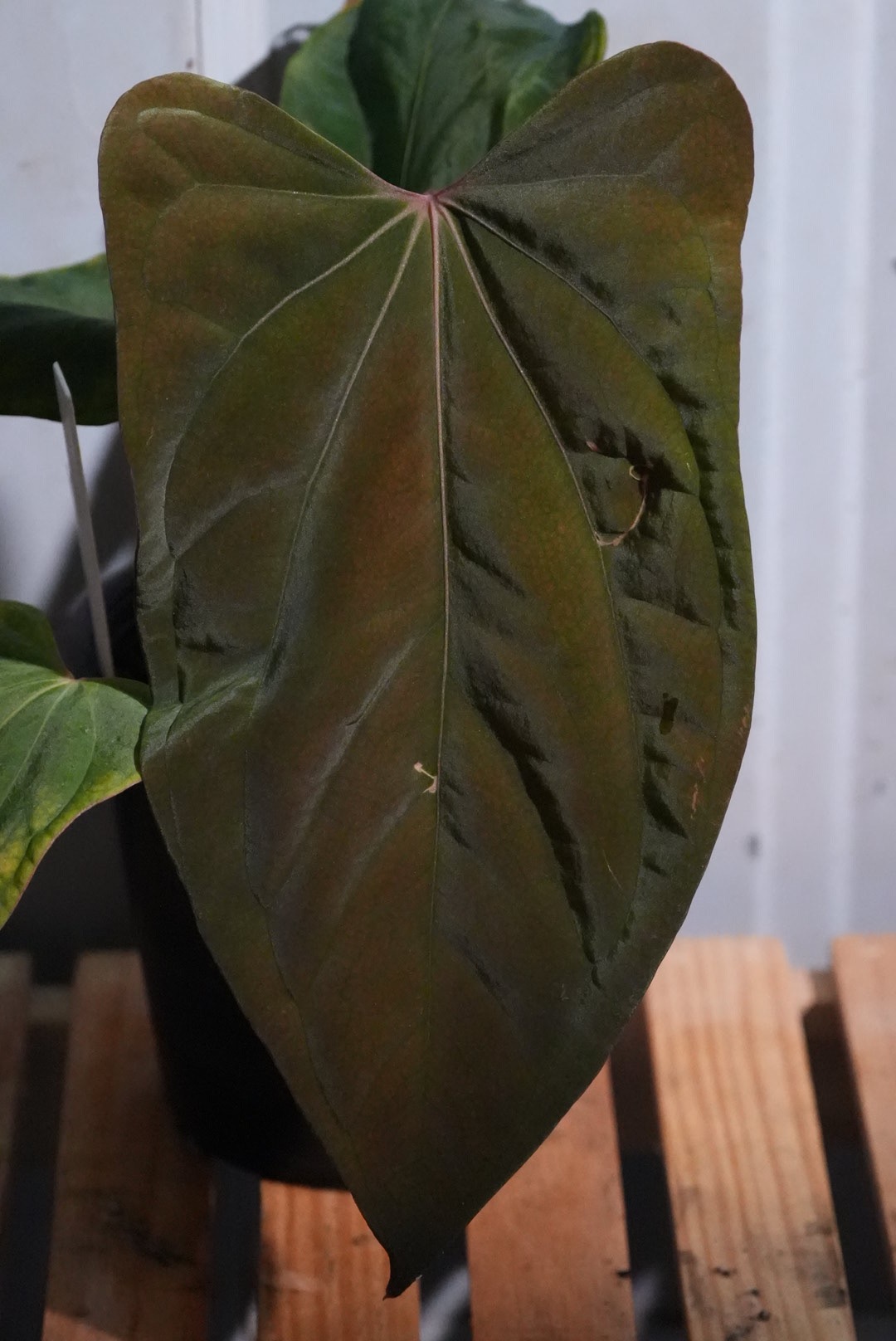 k*y様 anthurium Portillae × Antolakii（bve Anthurium Portillae x Antolakii (BVEP) – TheVelvetGarden